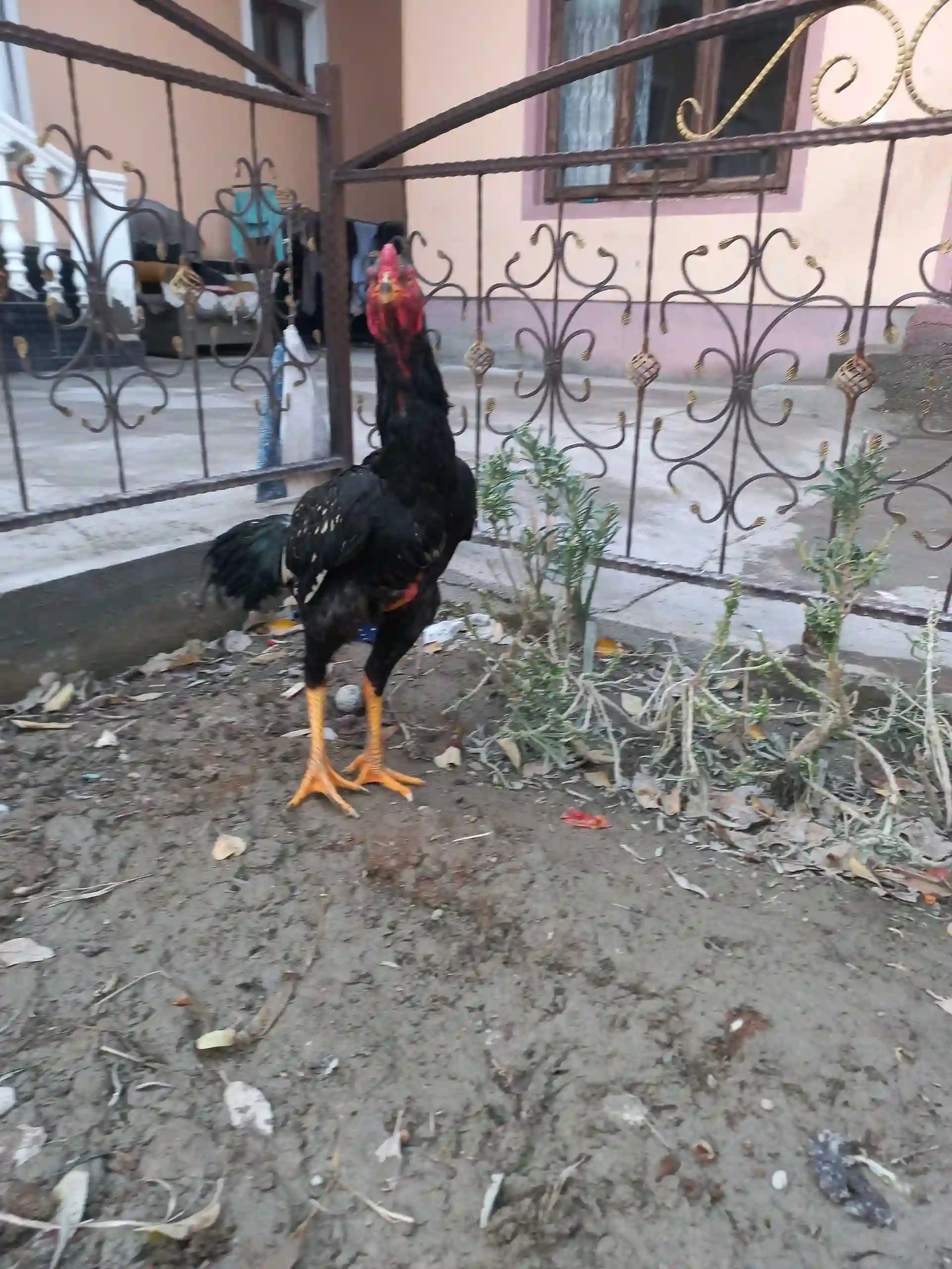 Даканг
