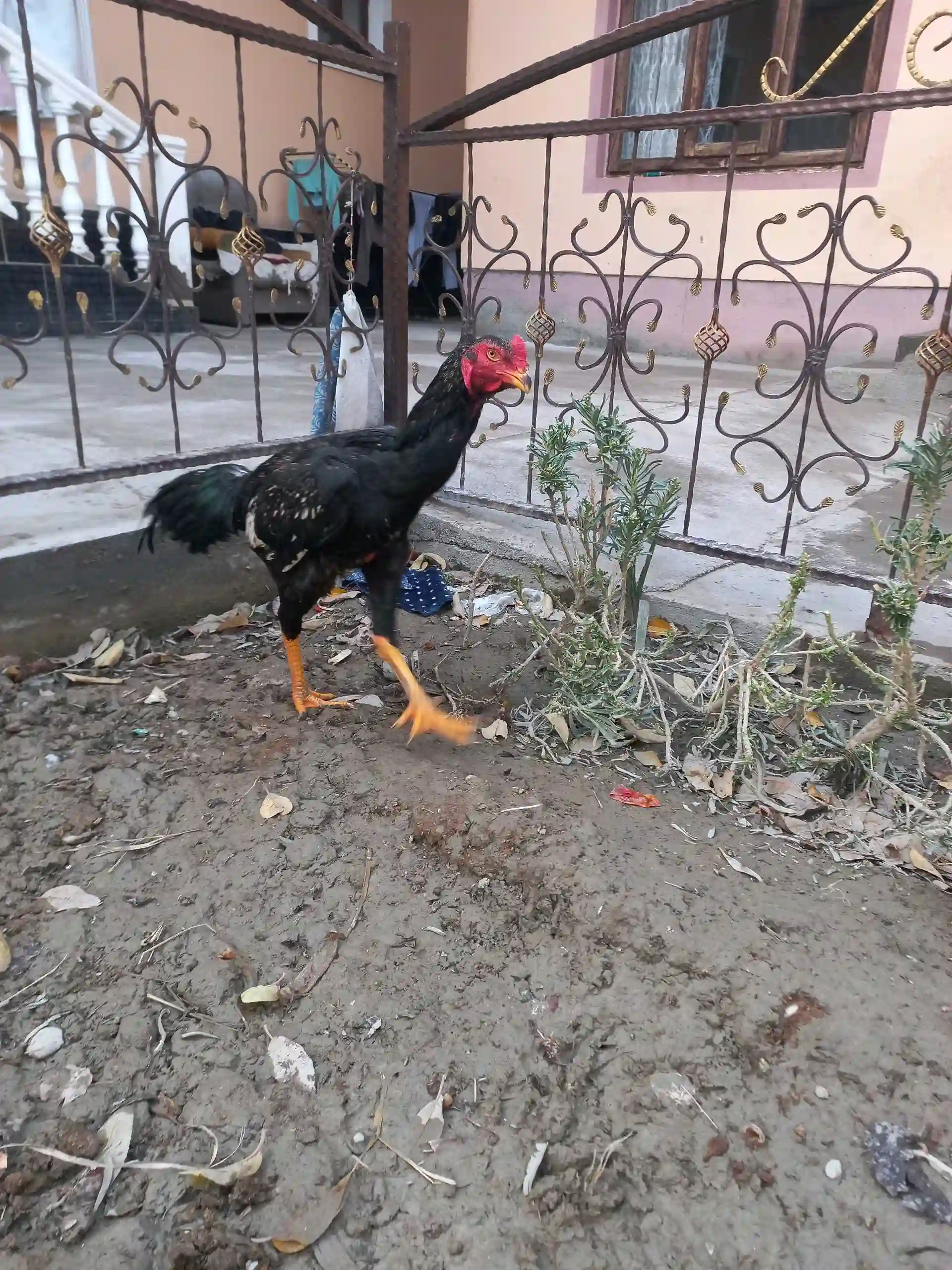 Даканг 