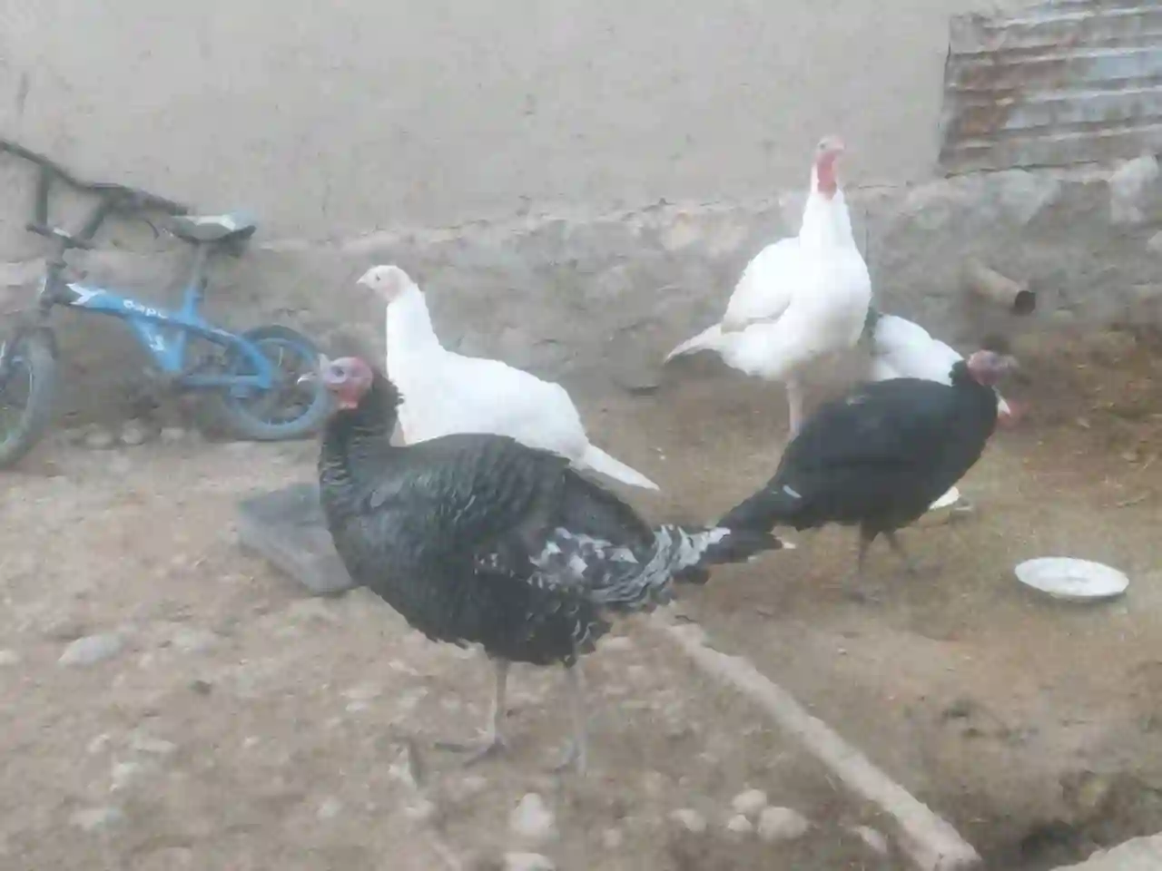хиндук