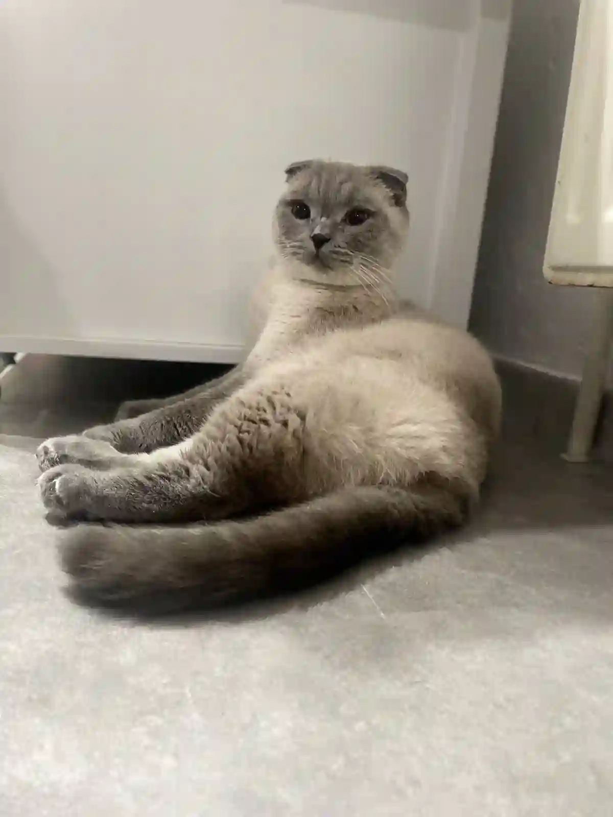 Шотландская вислоухая кошка