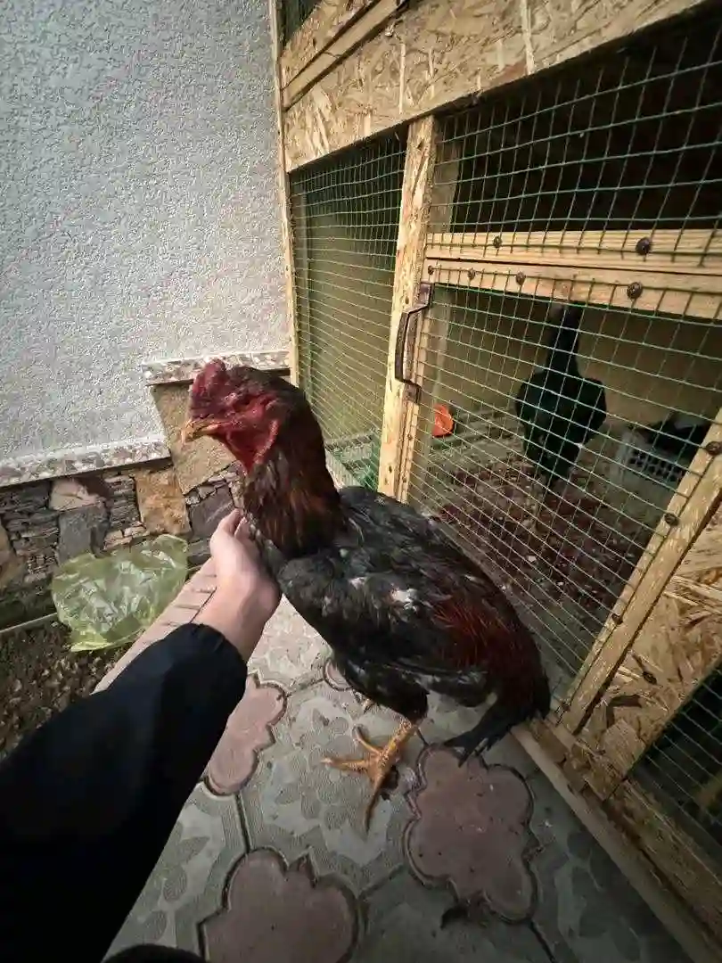 дакан