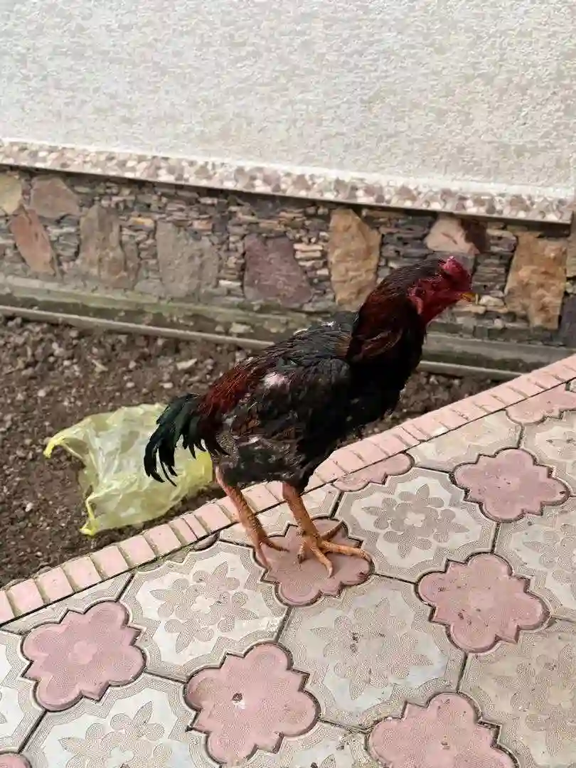 дакан