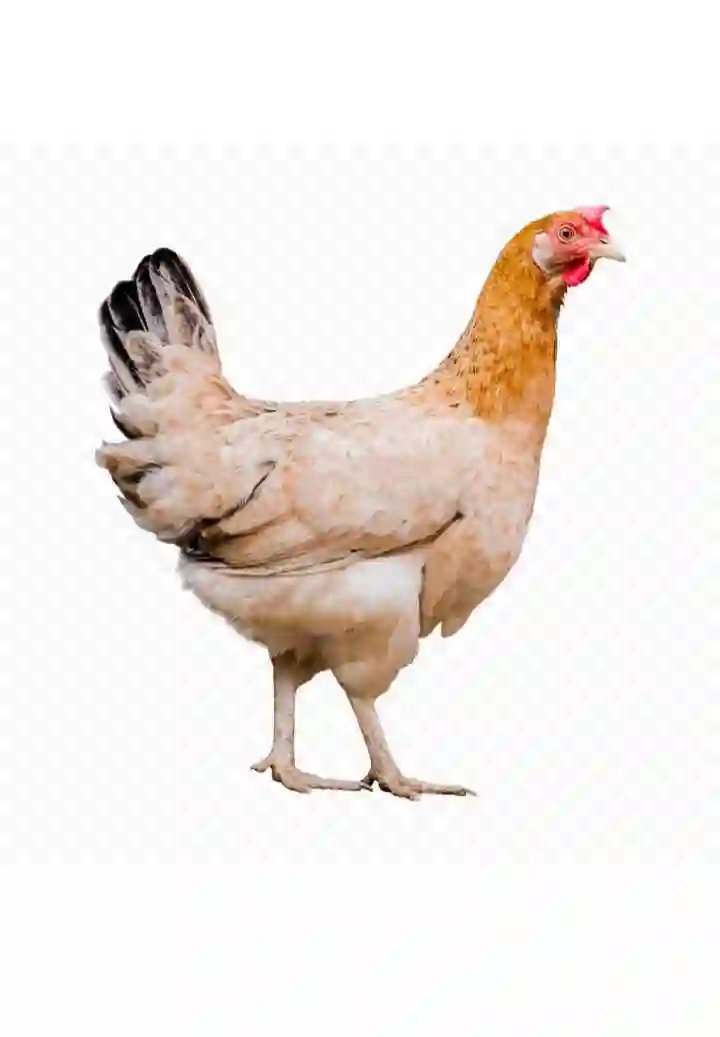 Мург