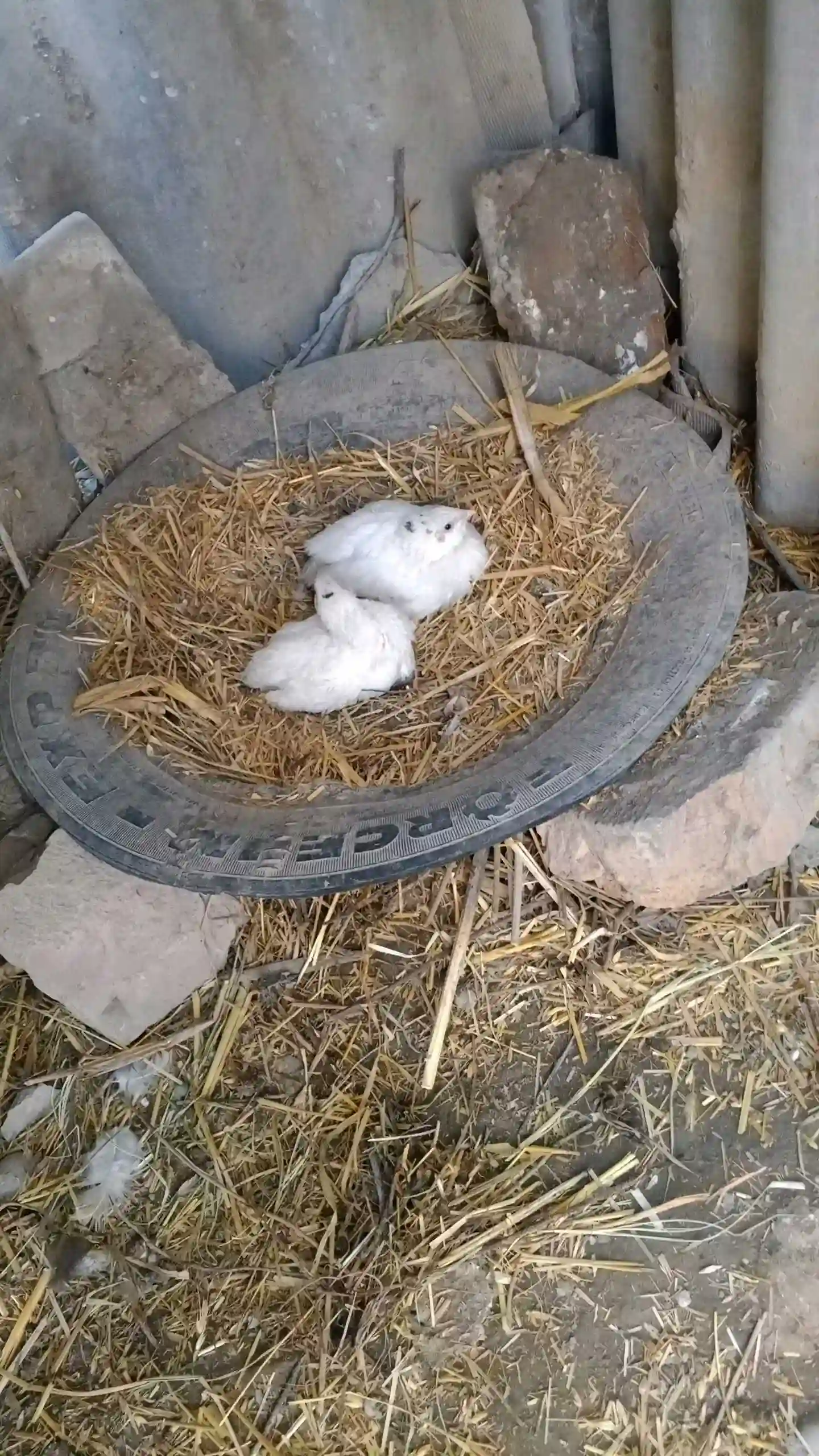 будана