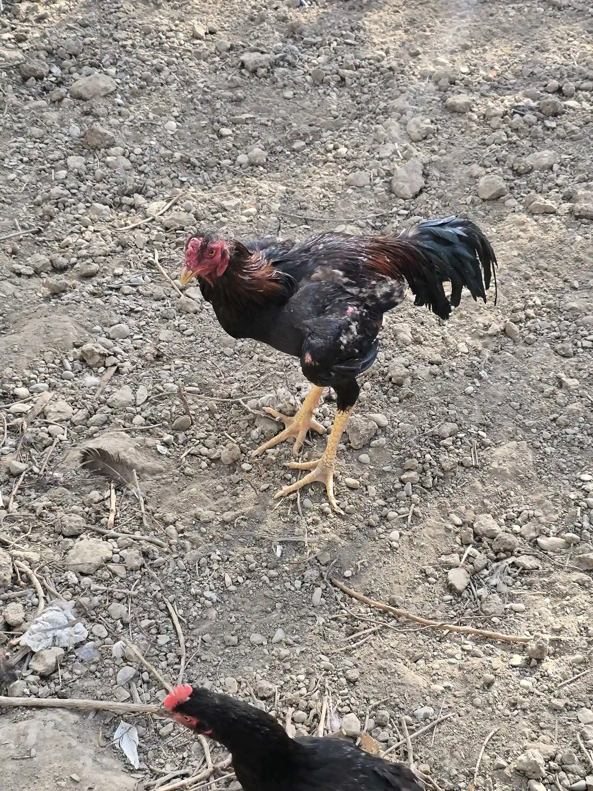 хурузи даканг