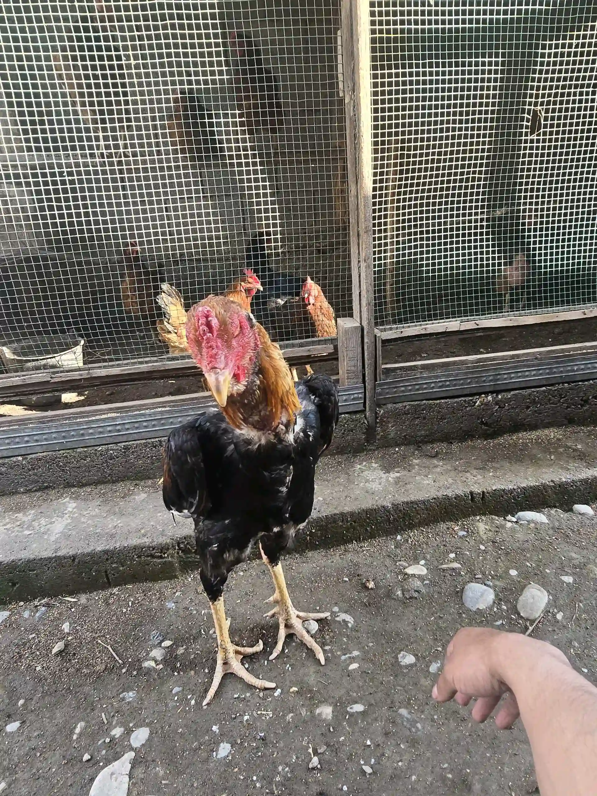 даканги калон