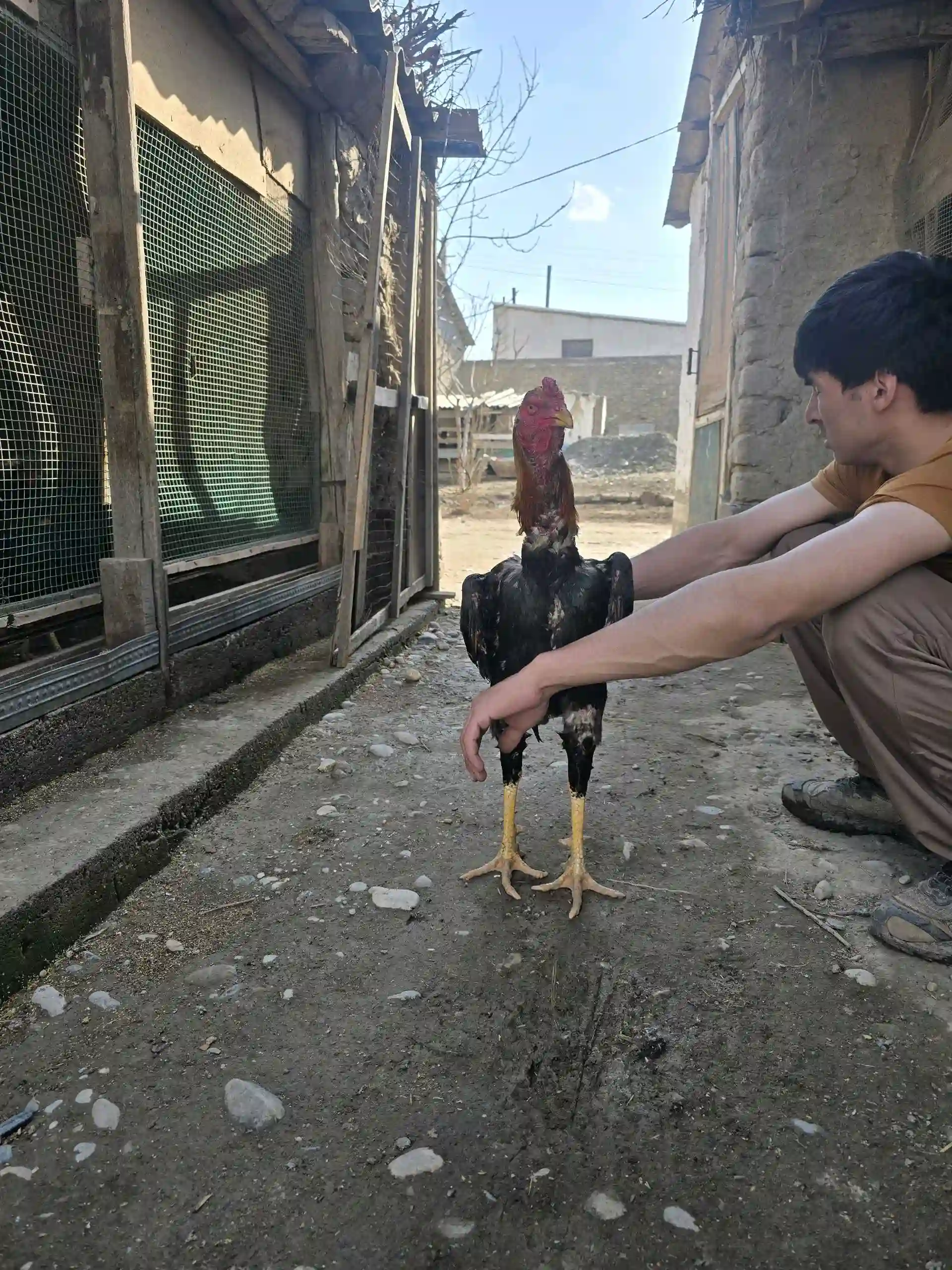 даканги калон
