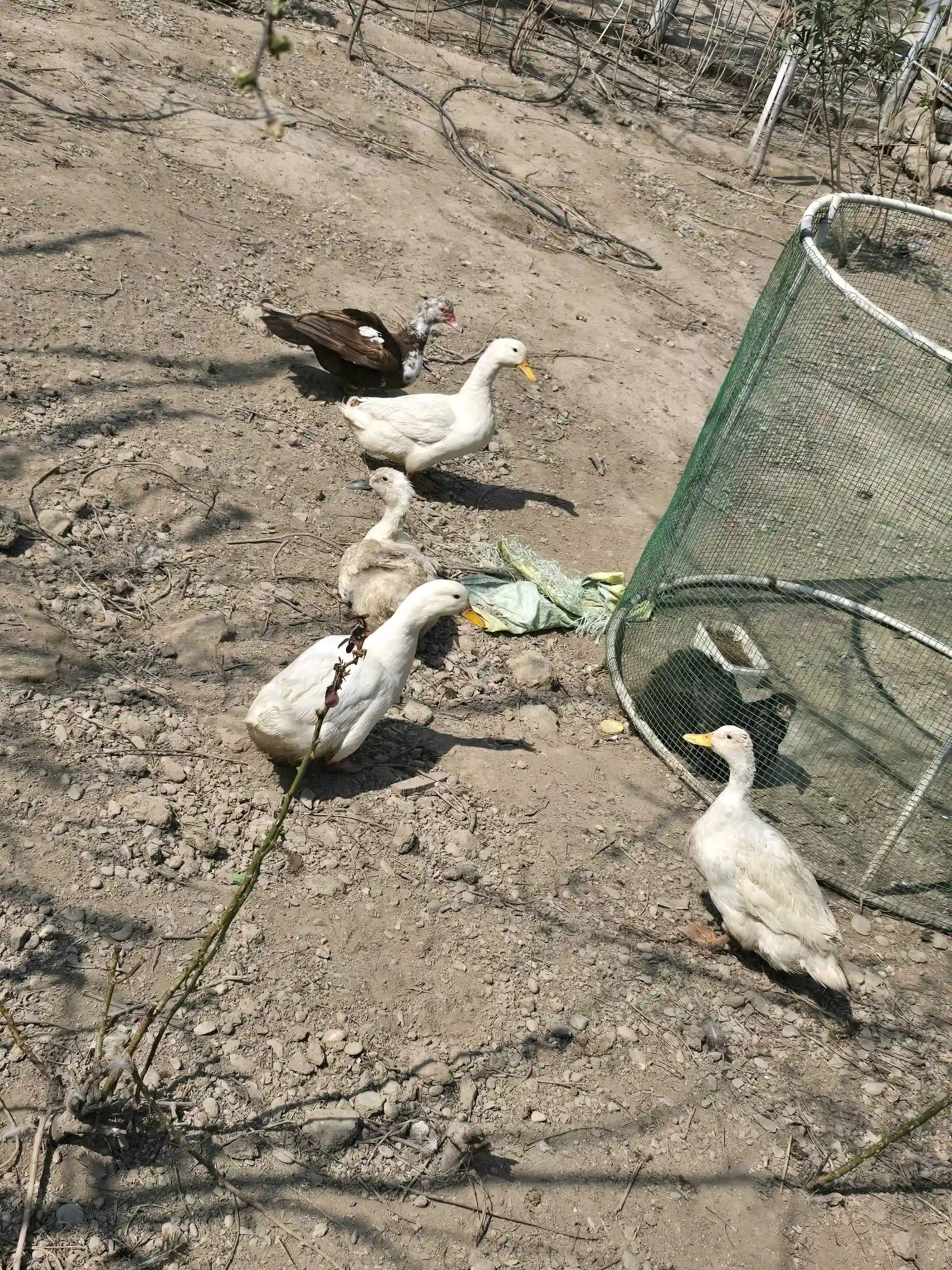 утка пекинский 
