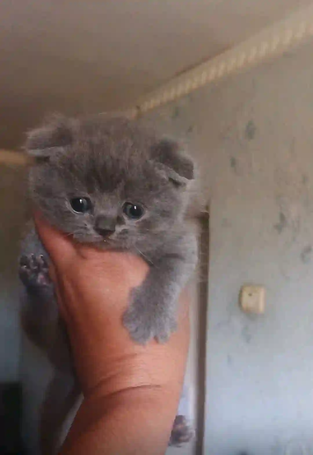 Шотландский вислоухий котёнок