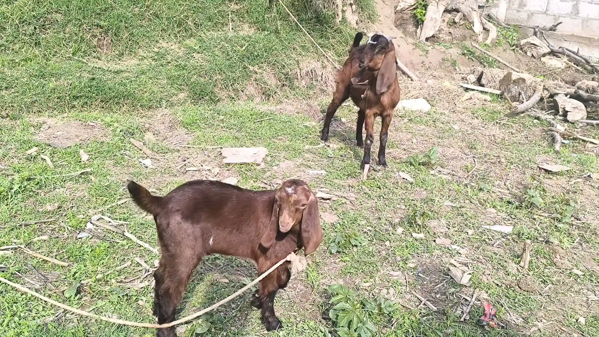Бузи Авгони