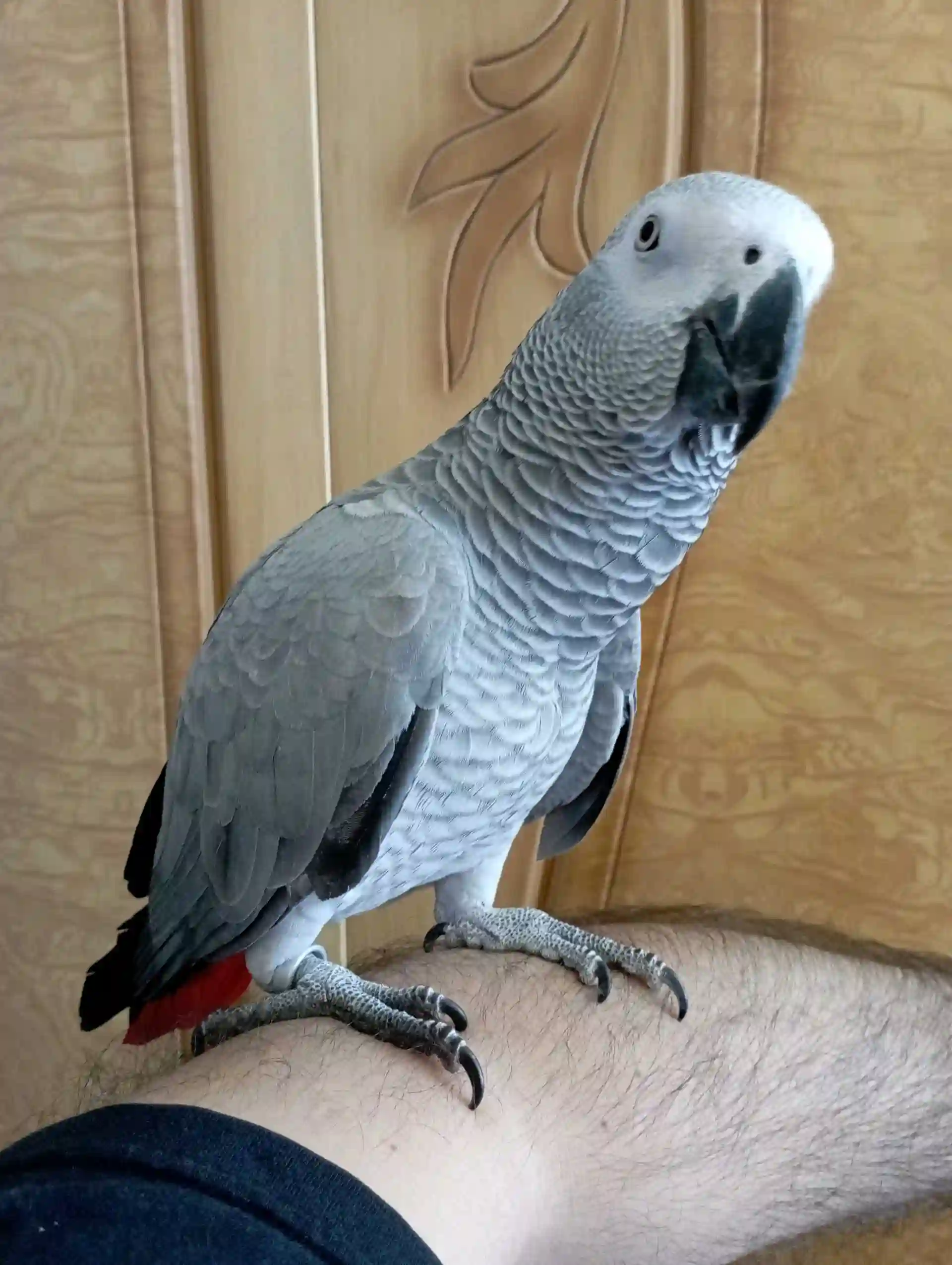 Попугай жако