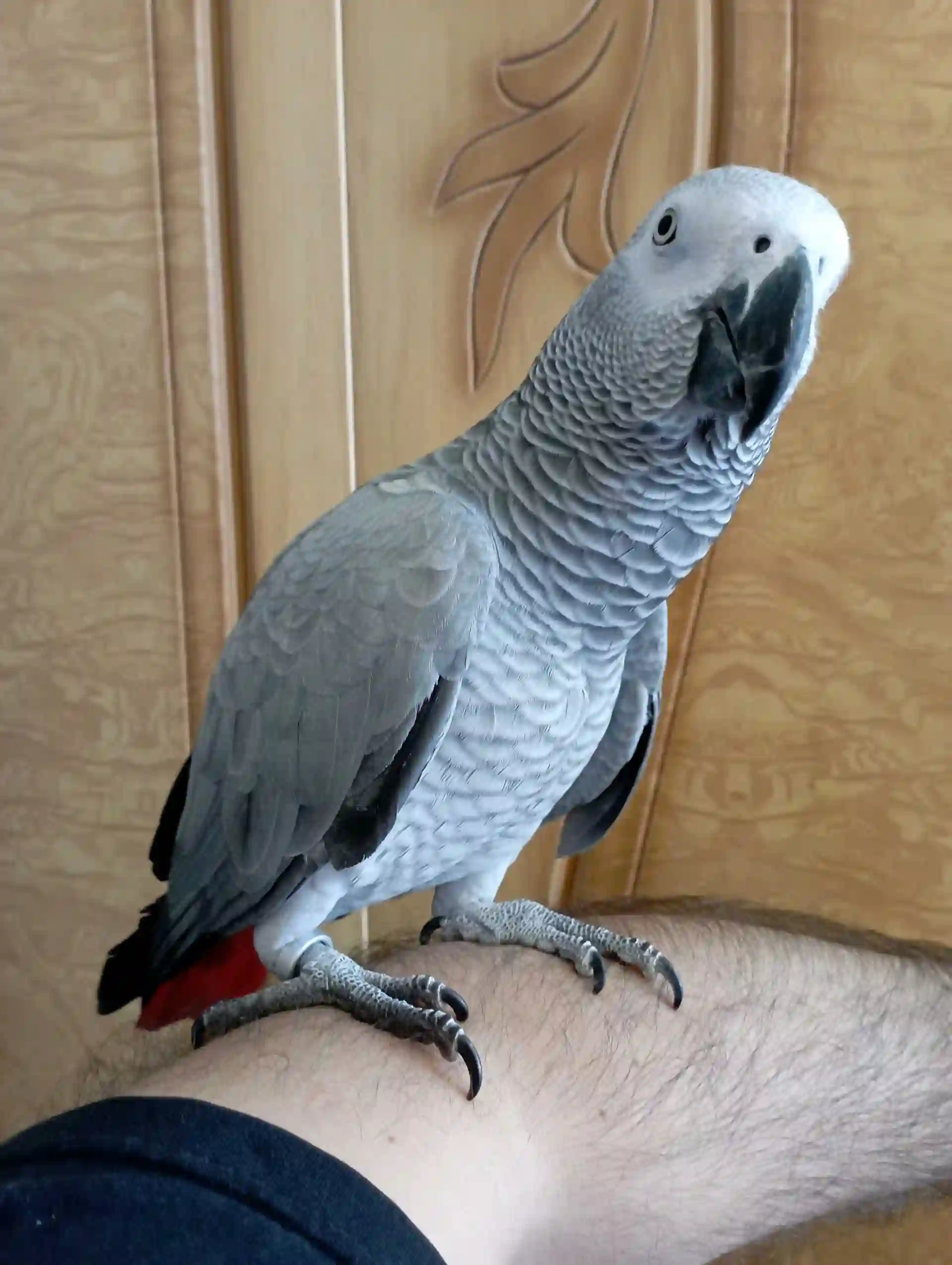 Попугай жако