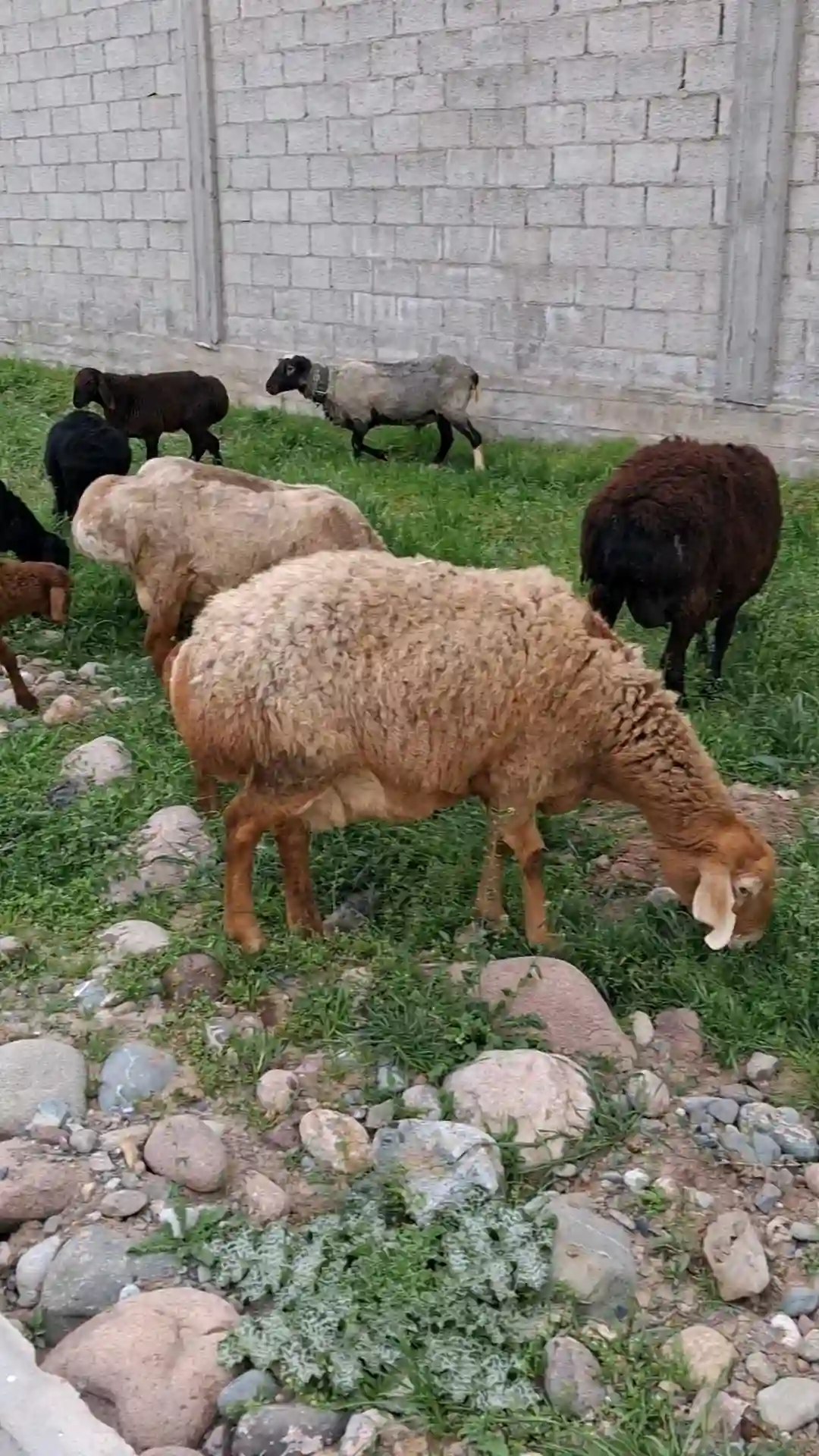 гусфандҳо