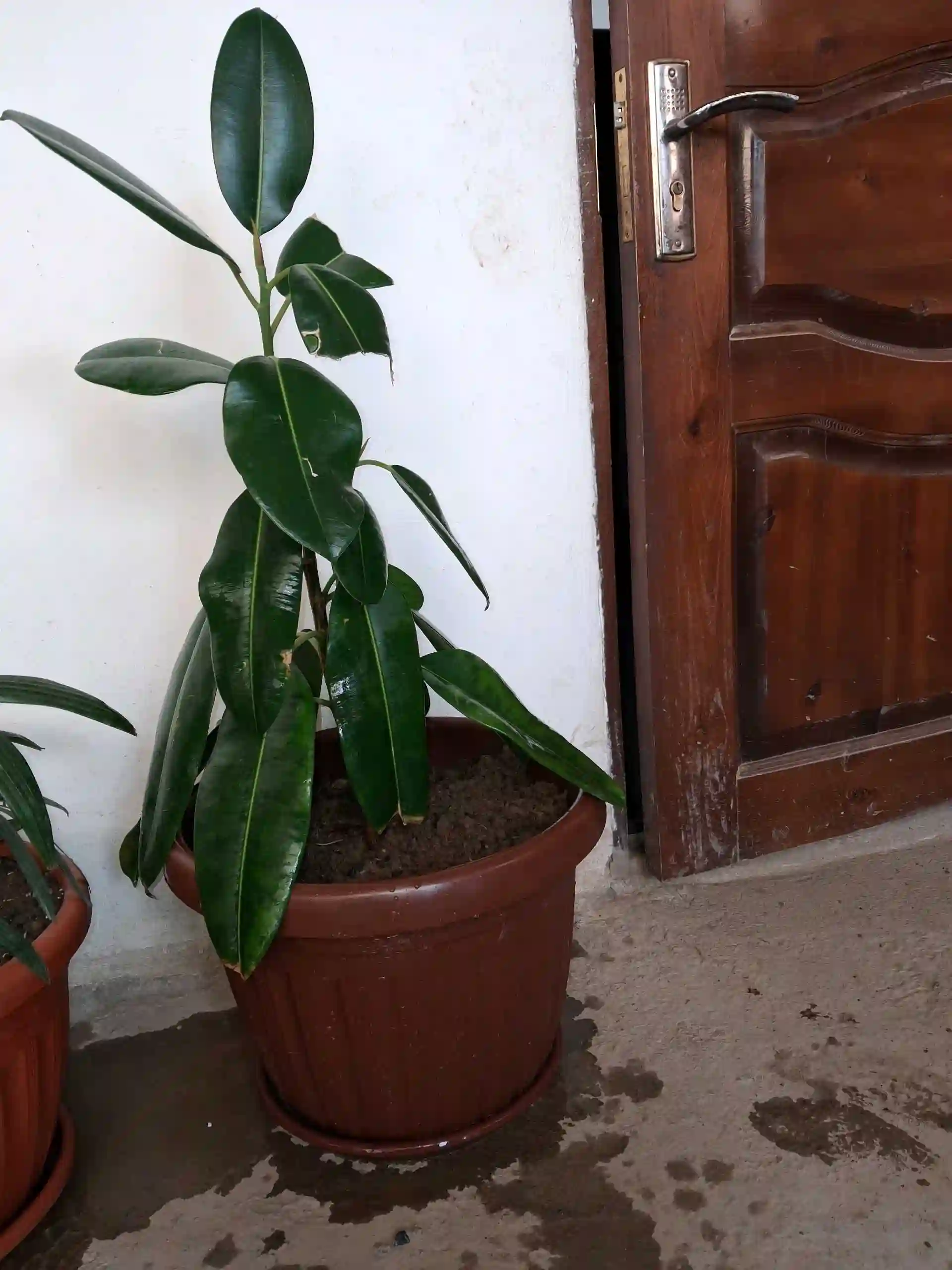 гулҳо