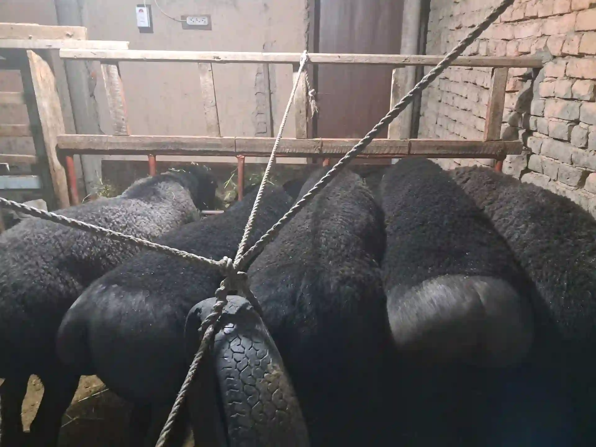 Гусфандои ҲИСОР