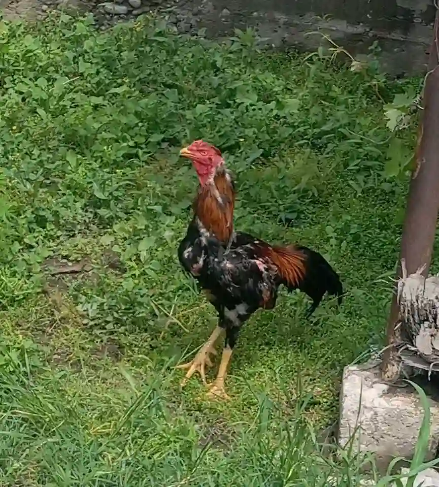 хуруз даканг 
