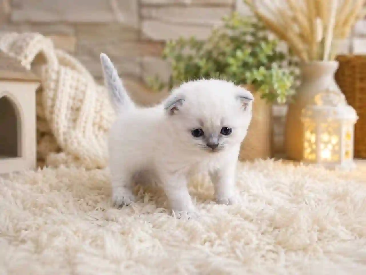 Шотландская кошка.