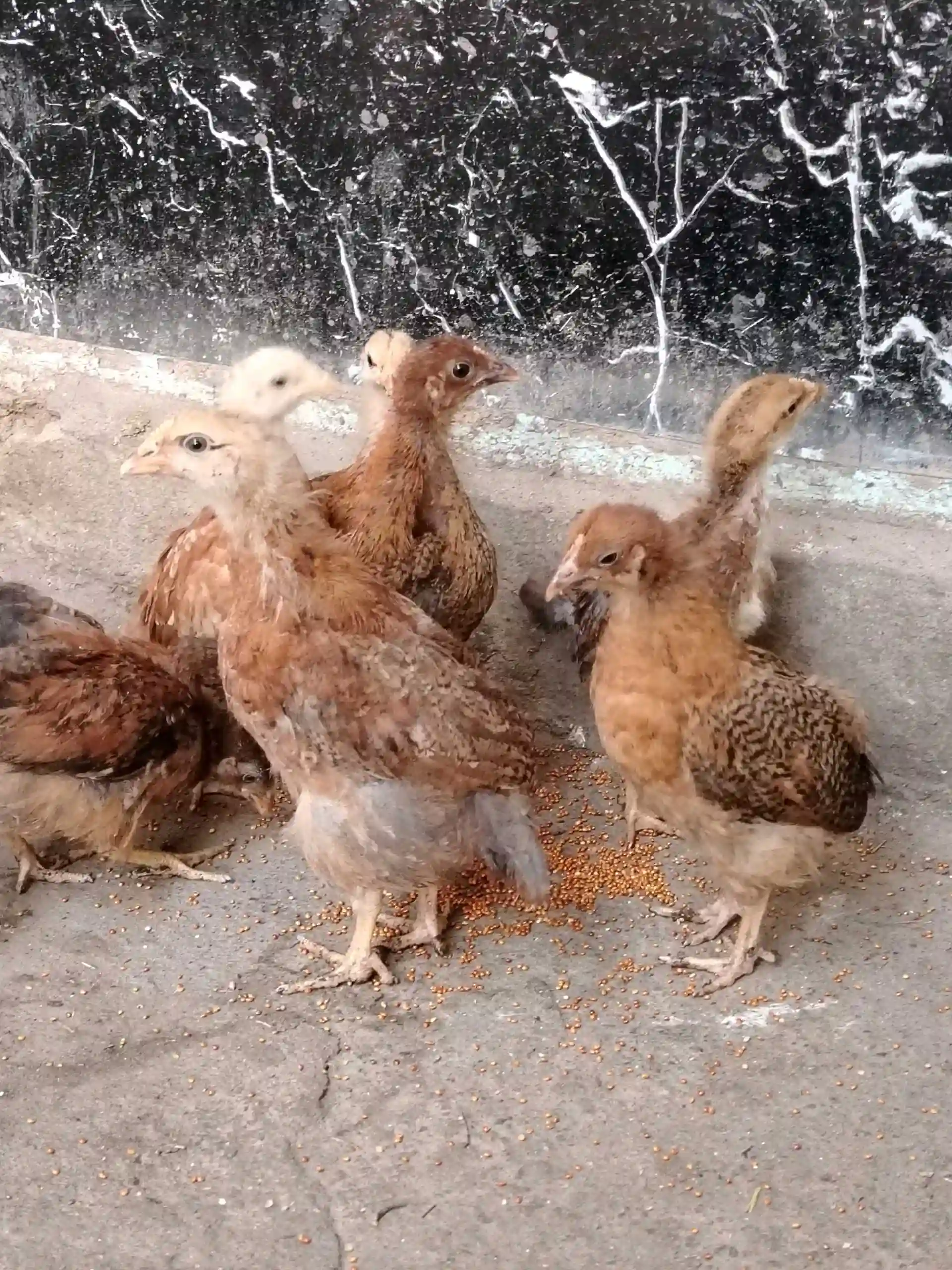 чучаҳои ломан