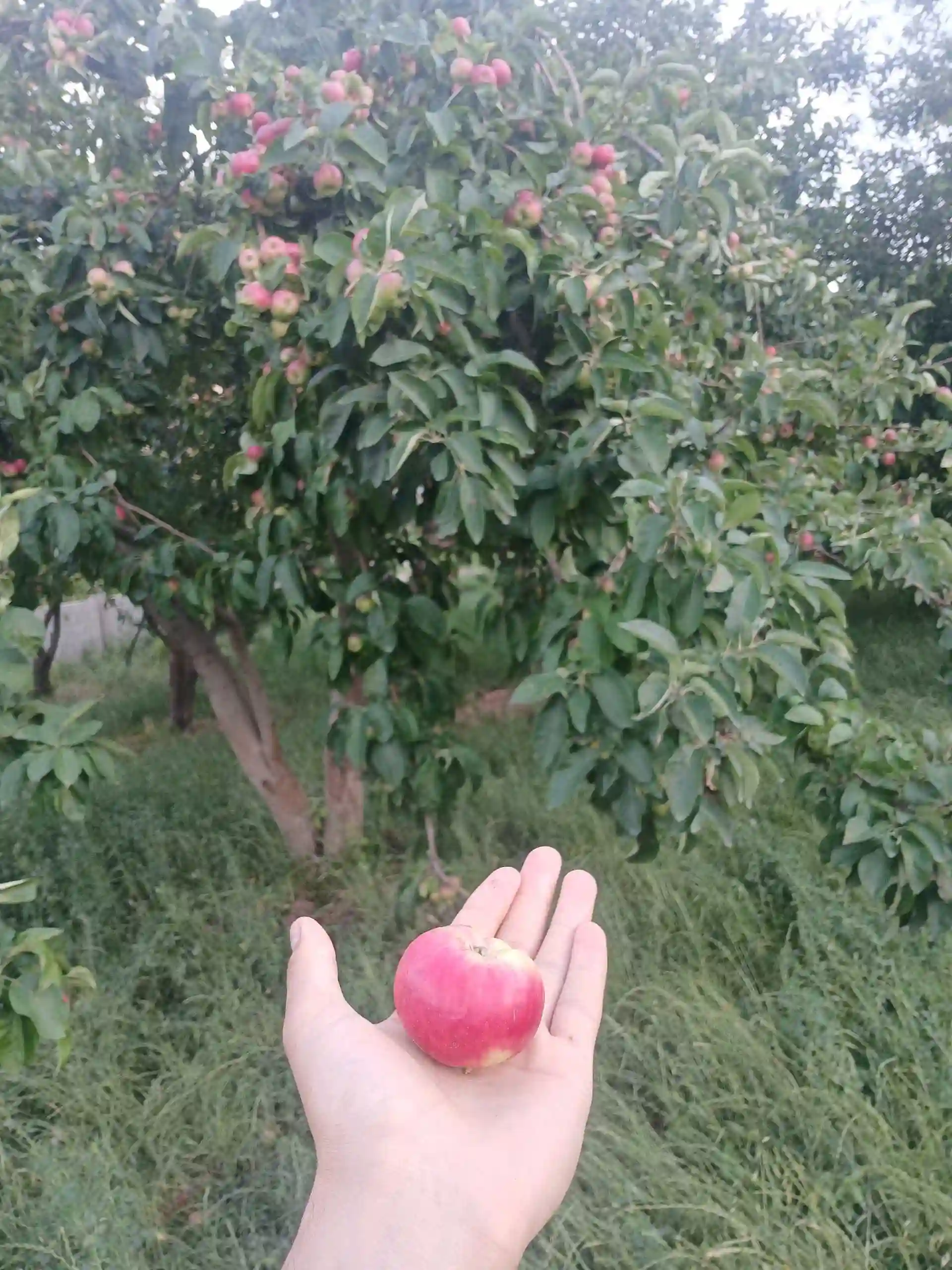 Себи сурхи пешпазак