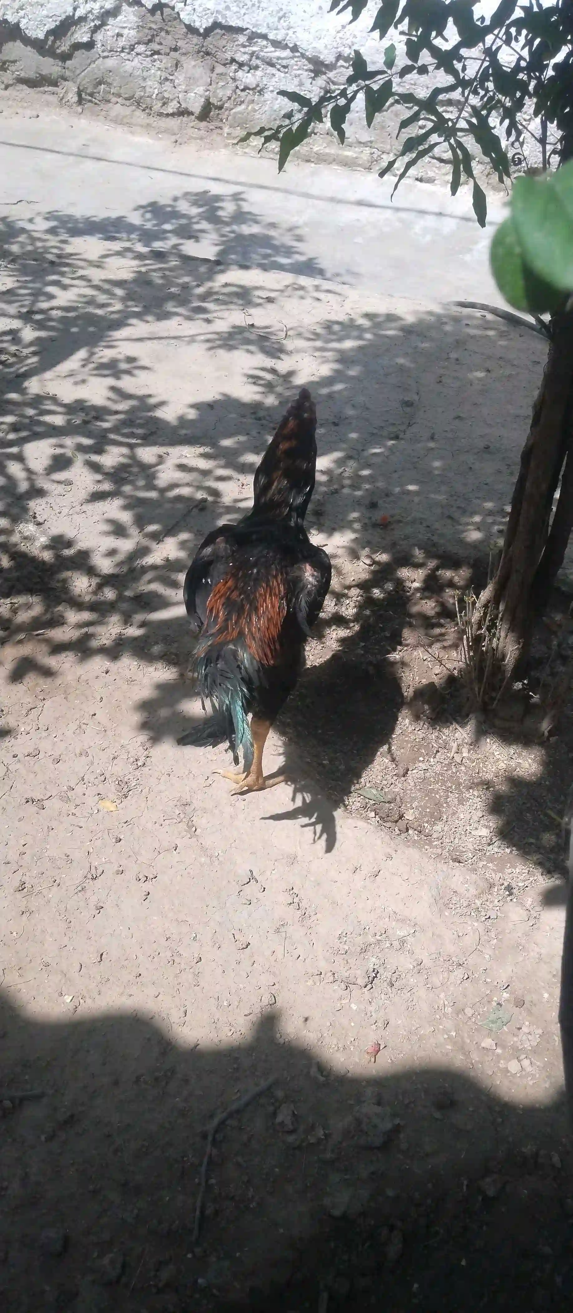 дакани калон