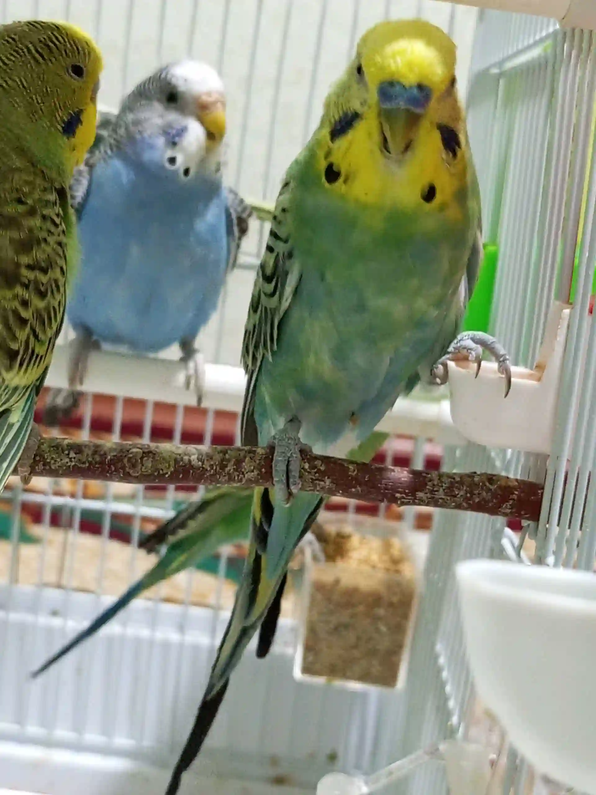 Попугай Валнисти