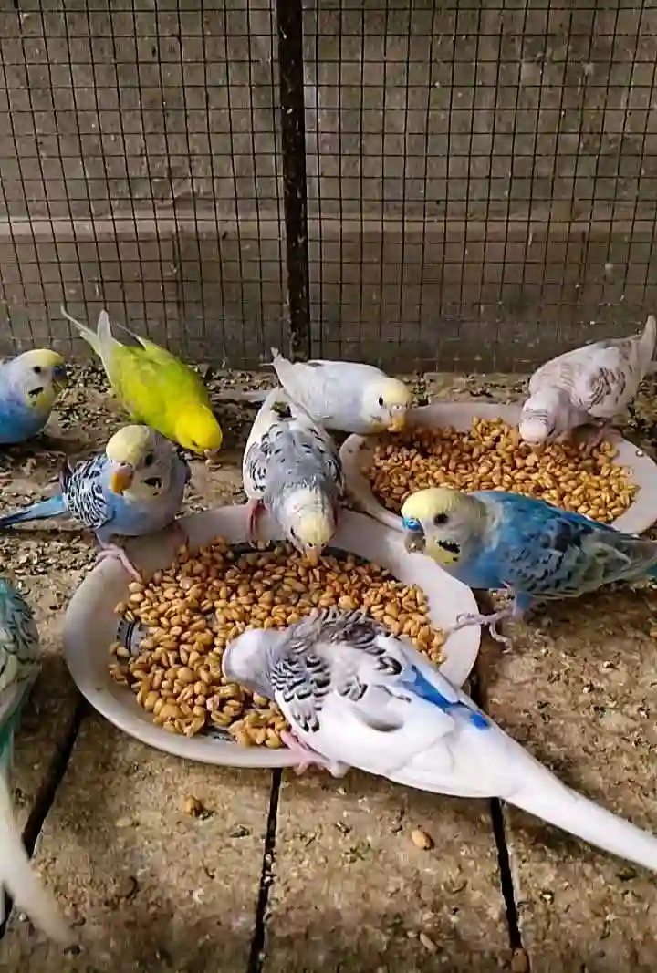 Попугай Акача