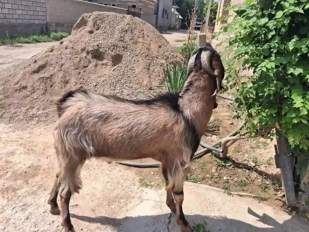 Такаи покистони