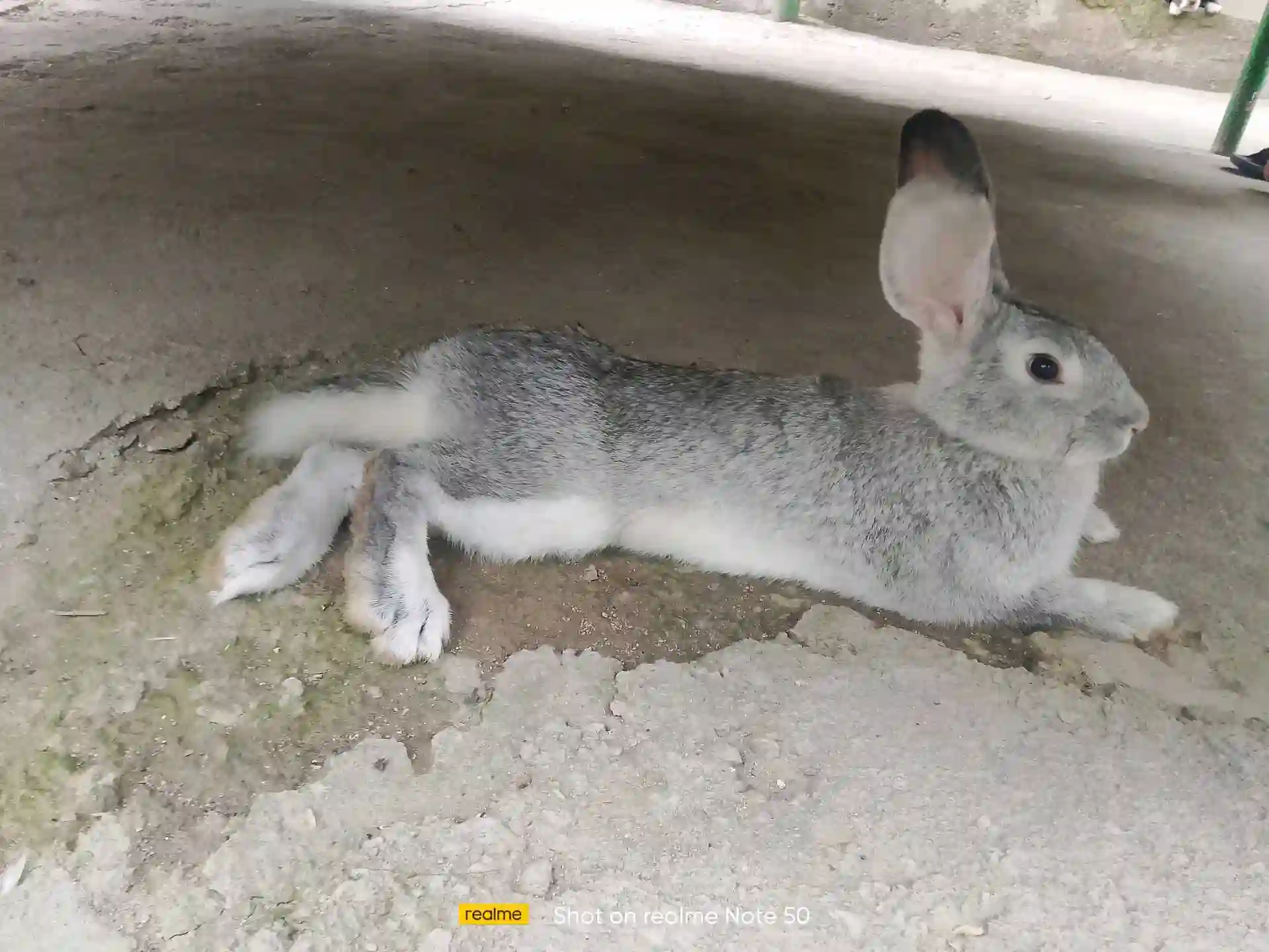 харгуш