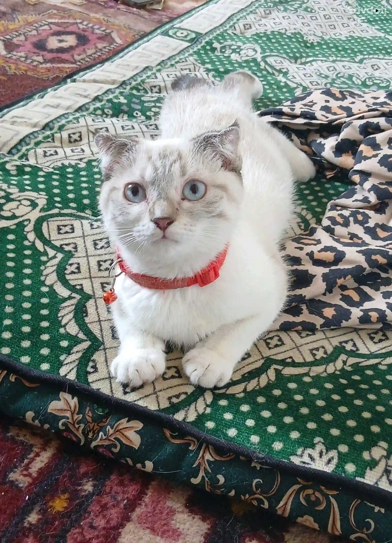 Пишаки шатланский
