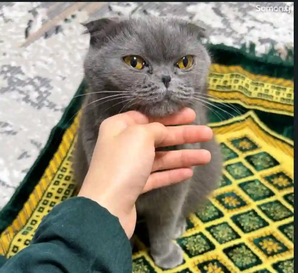 пишаки шаклански 