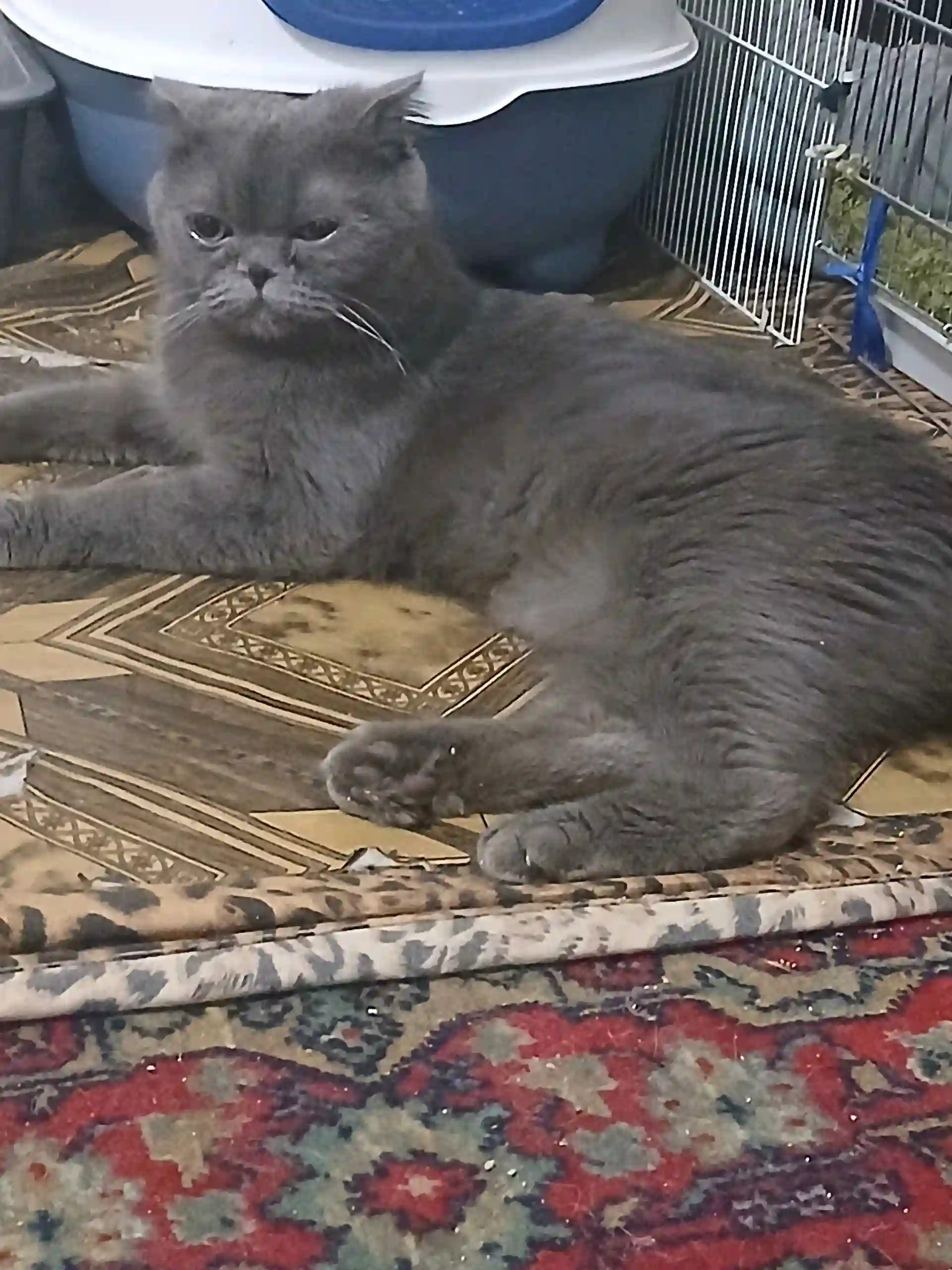 пишаки шаклански 