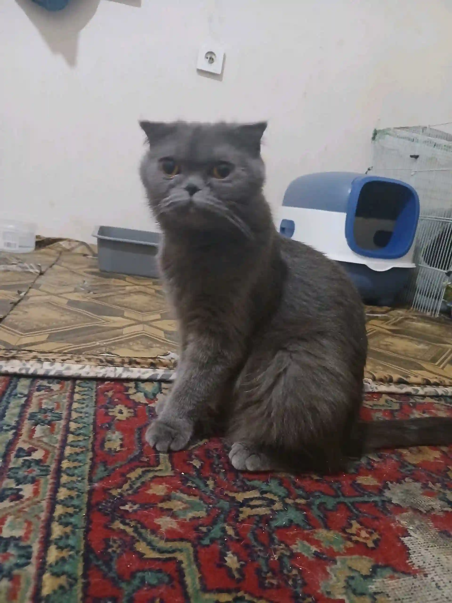 пишаки шаклански 