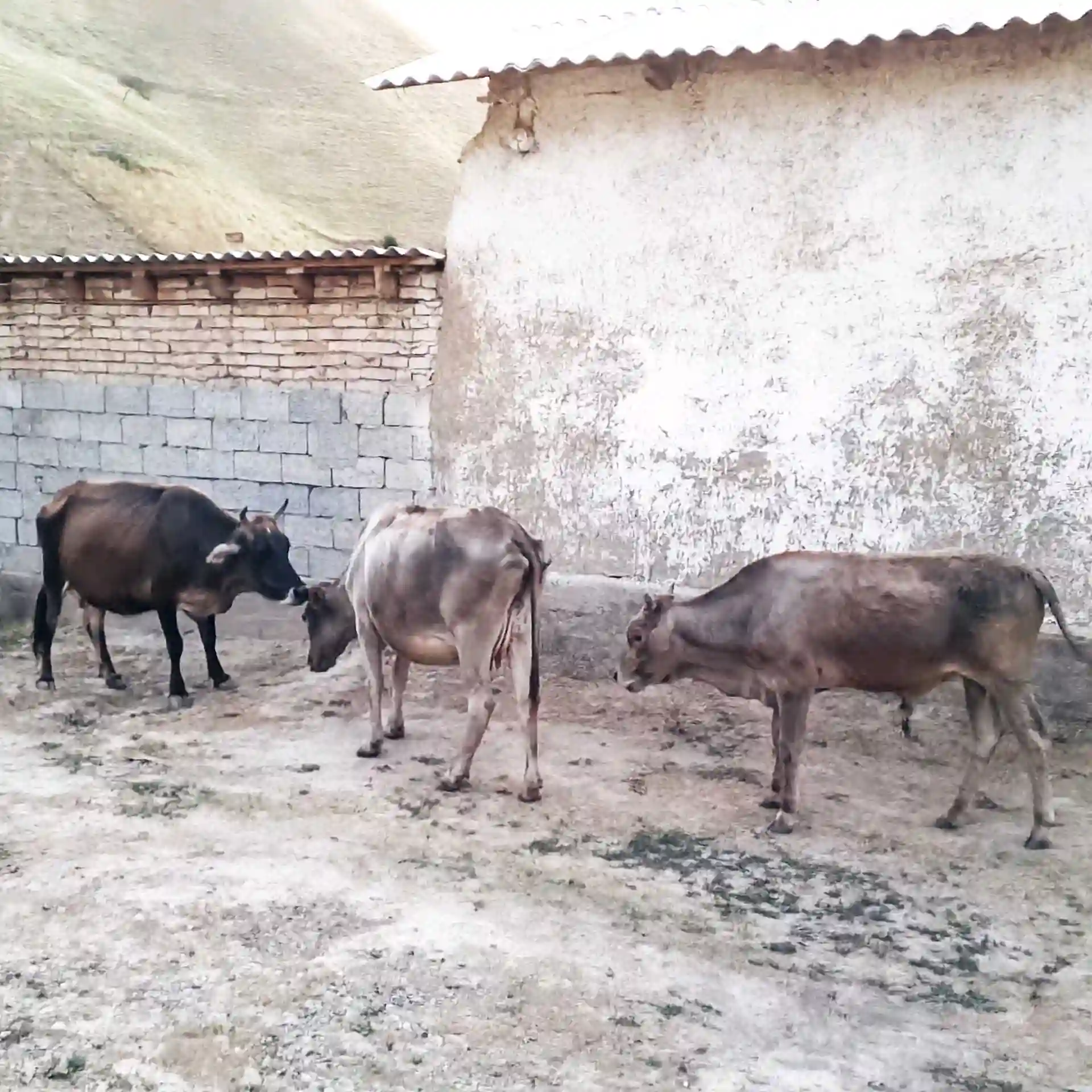 5 Сар гов 2 букача 3 гов