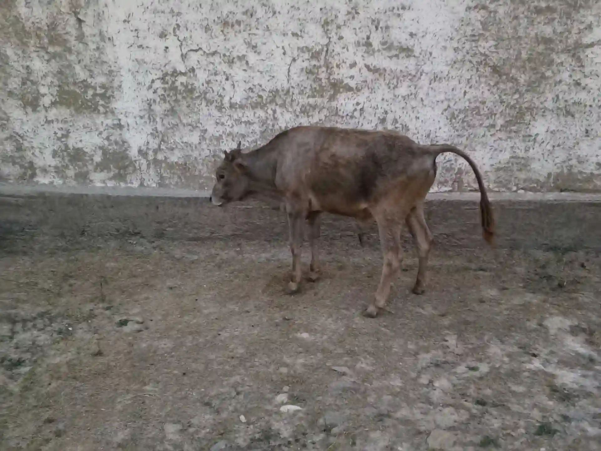 5 Сар гов 2 букача 3 гов
