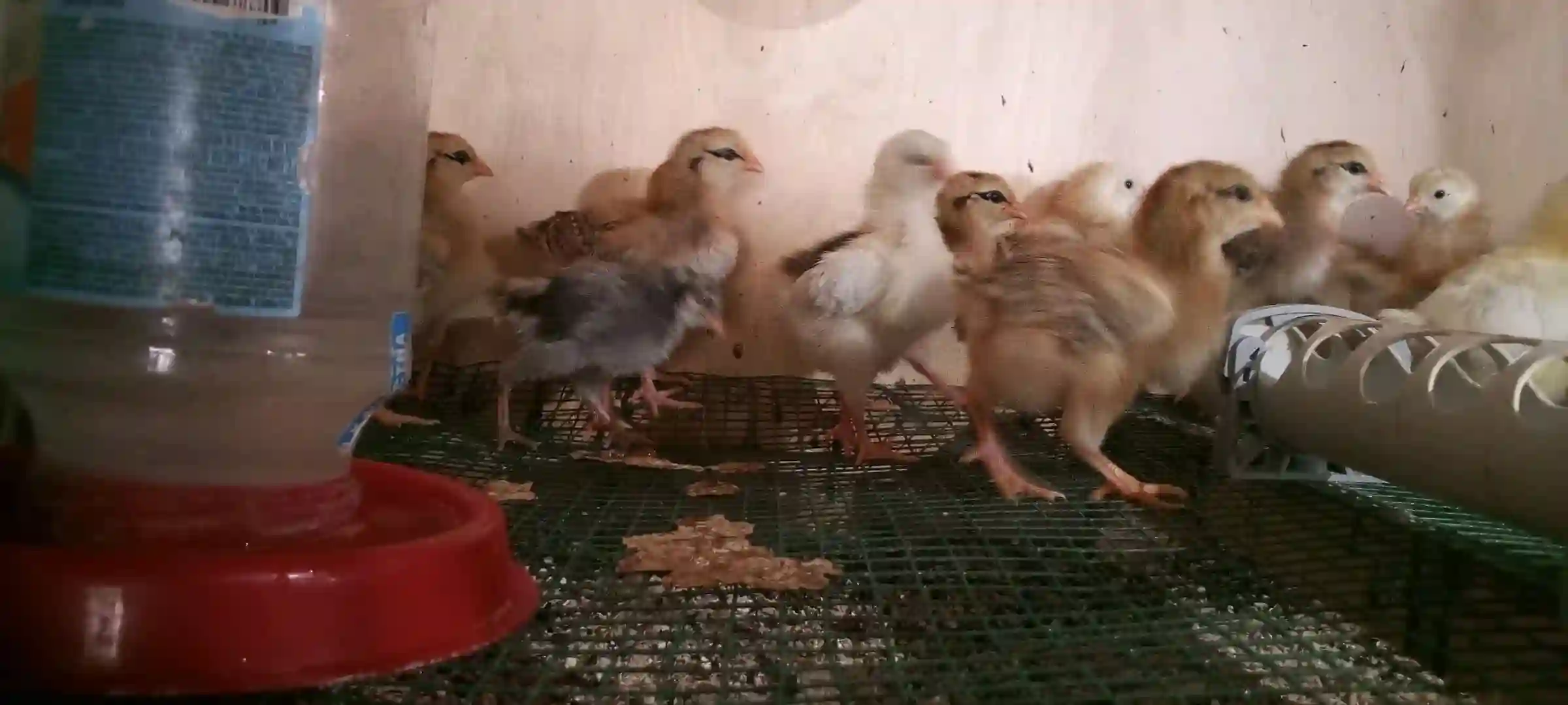 Чучаи Ломан Браун ва Рябушка