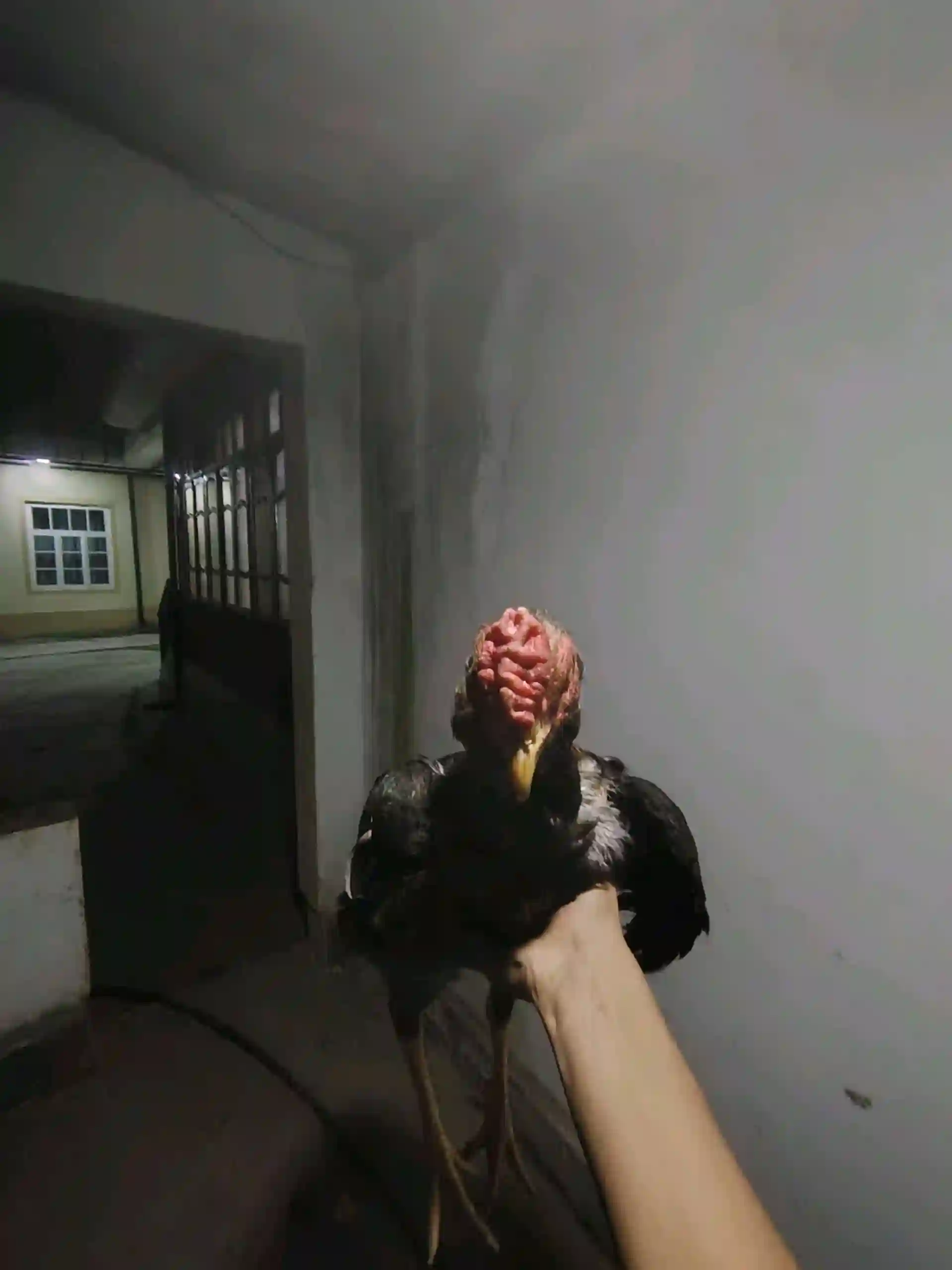 Хуруз