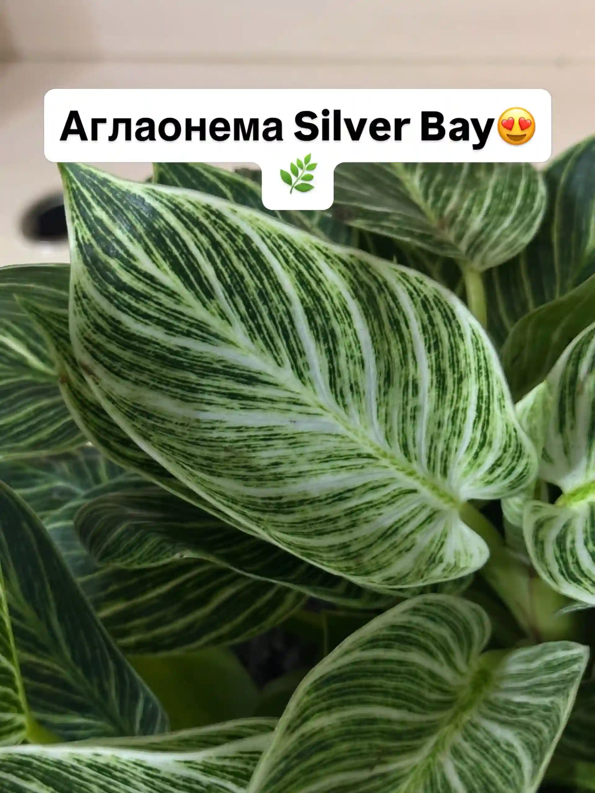 Аглаонема Silver Bay