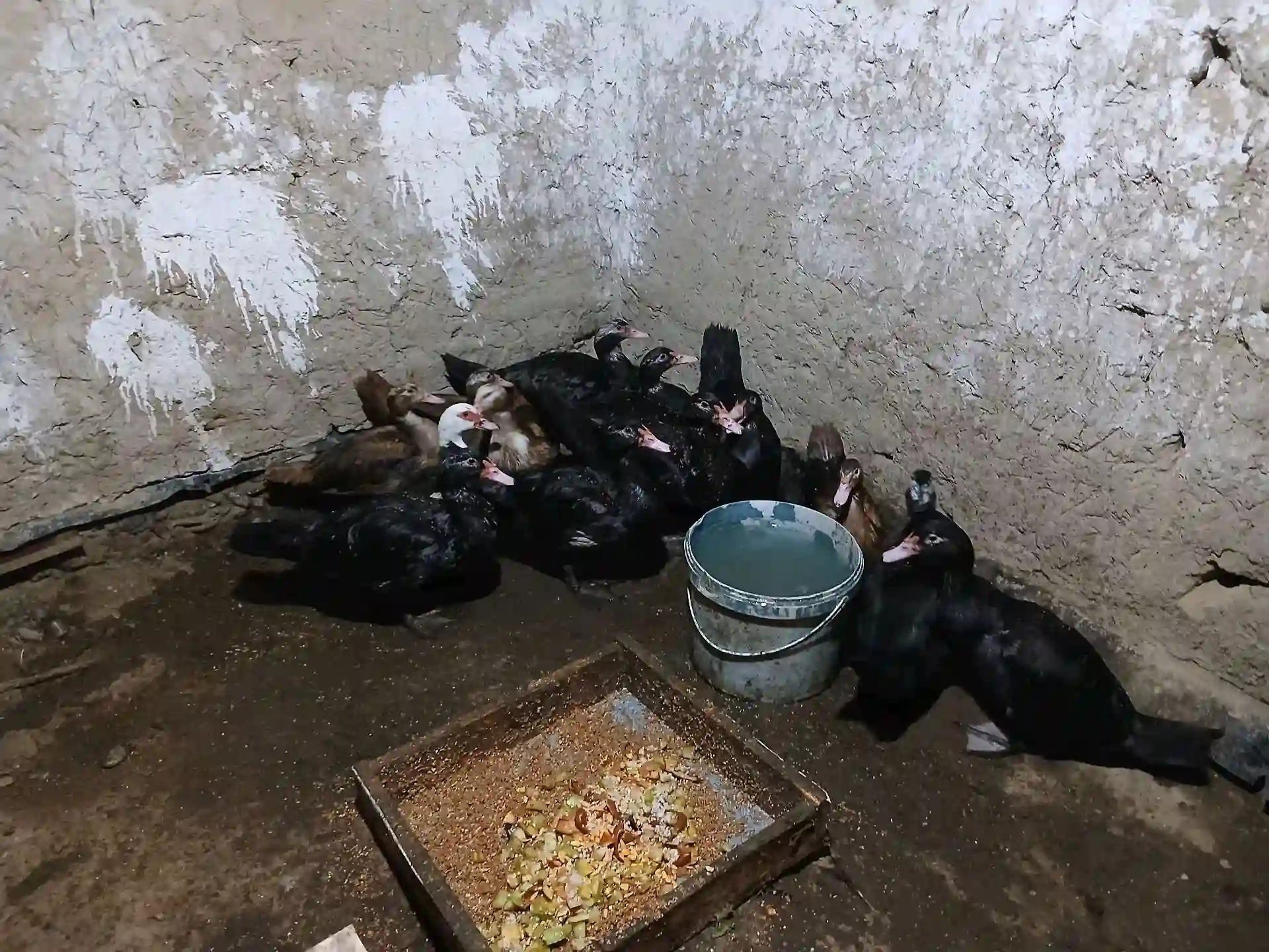 мургоби нару,мода оча бача