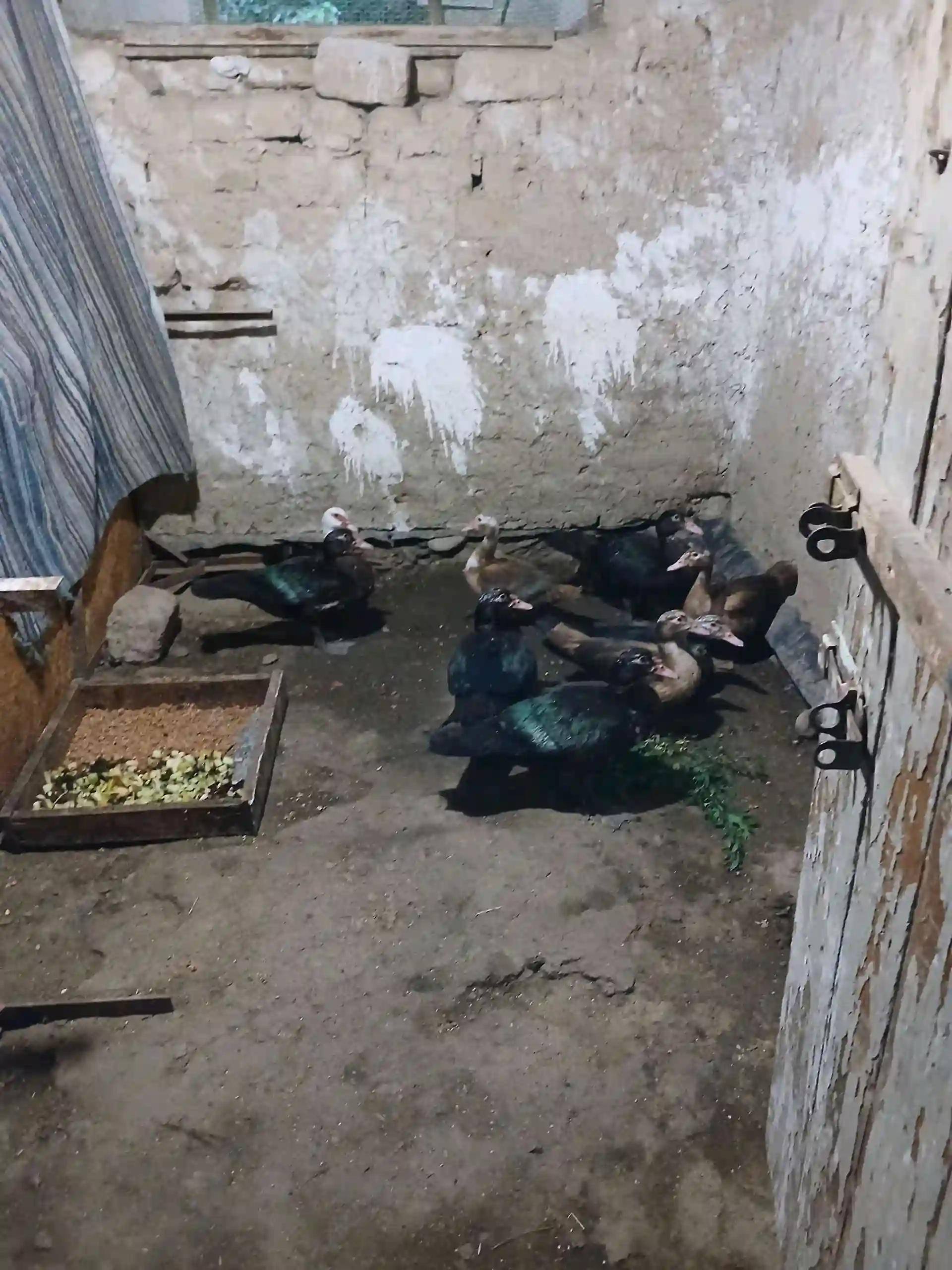 мургоби нару,мода оча бача