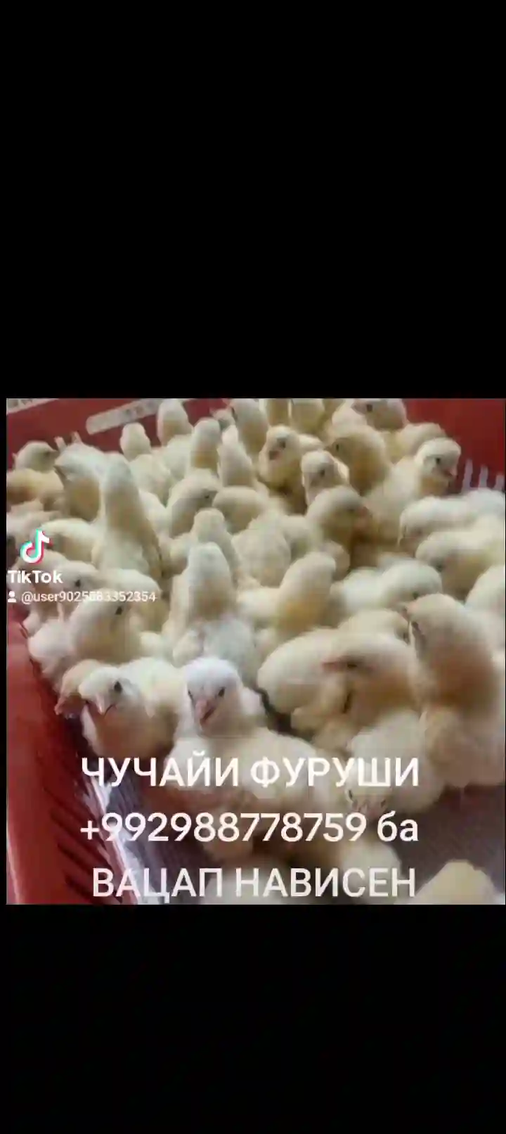 Бройлер 9 сомони