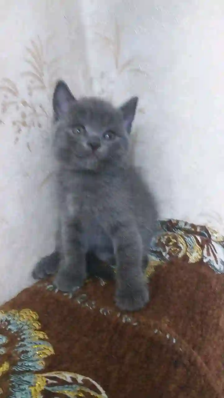 шотландский прямоухий котёнок 