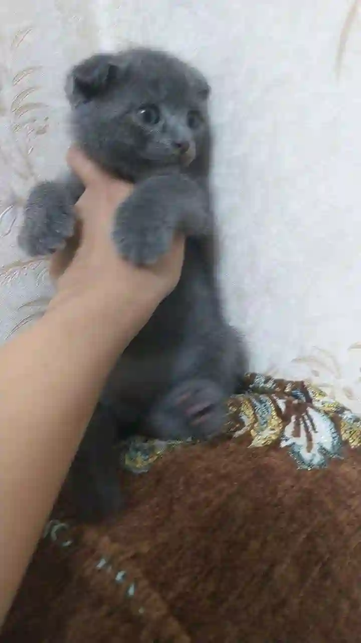 шотландский прямоухий котёнок 