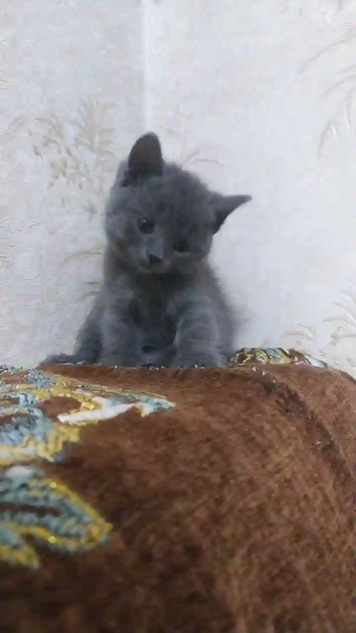 шотландский прямоухий котёнок 