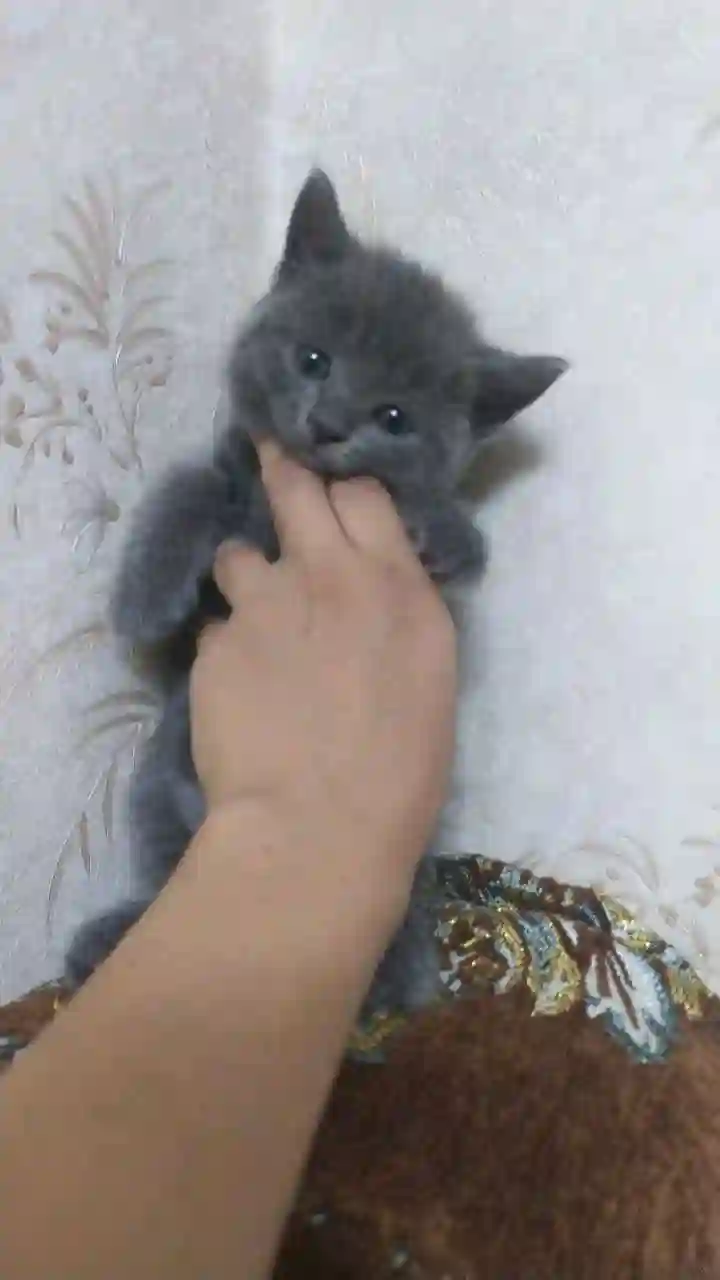 шотландский прямоухий котёнок 