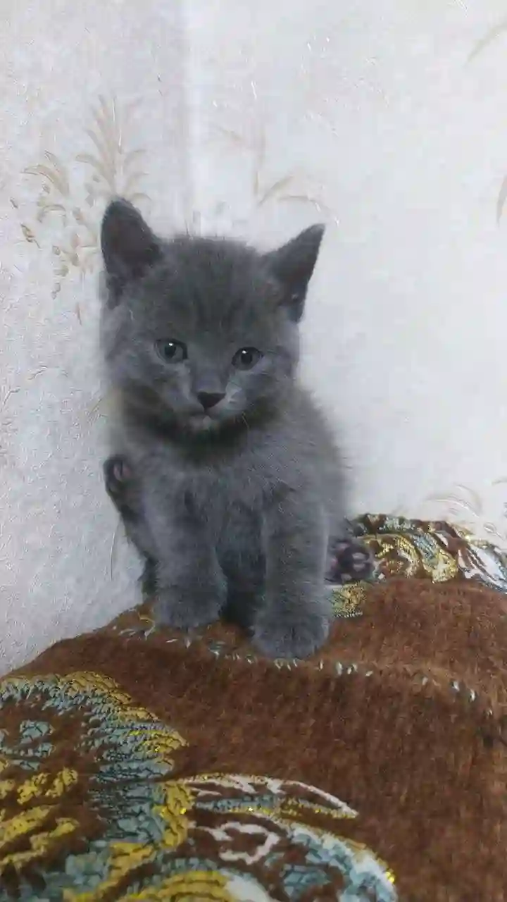 шотландский прямоухий котёнок 