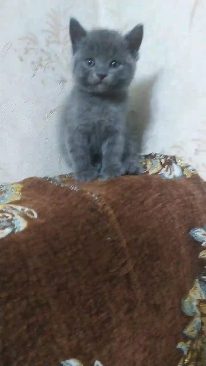 шотландский прямоухий котёнок 