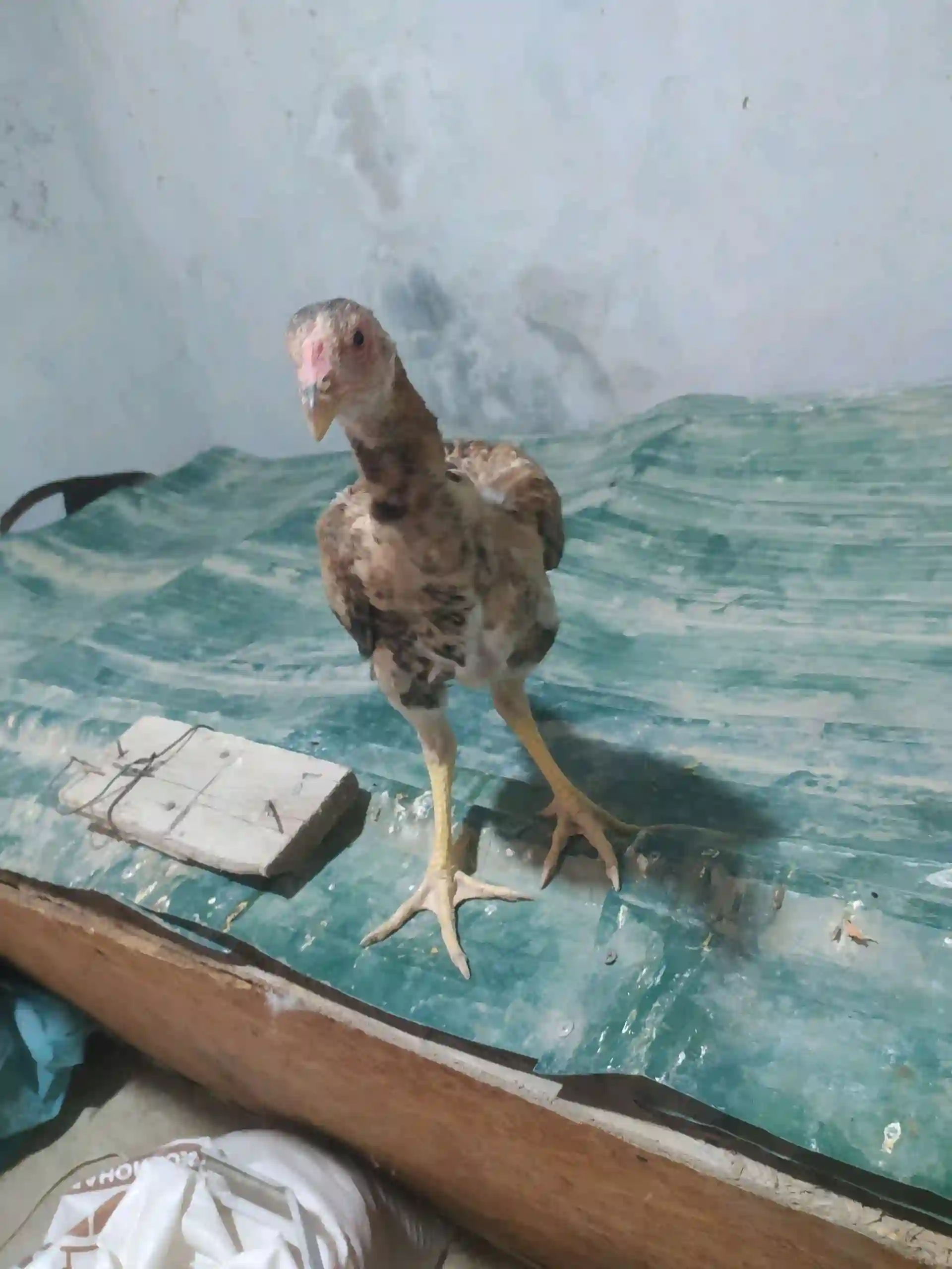 чучи даканг