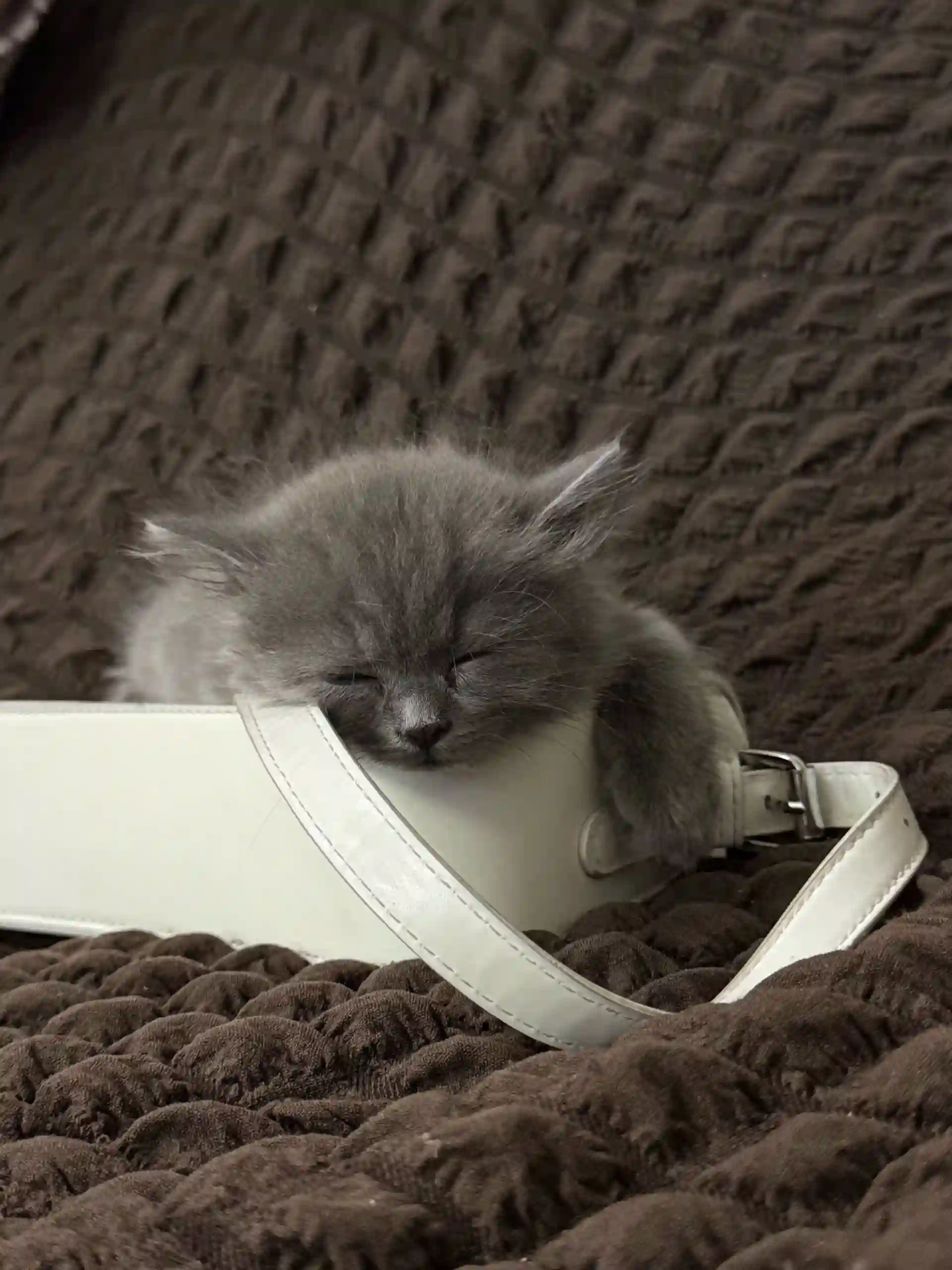 шотландская кошка