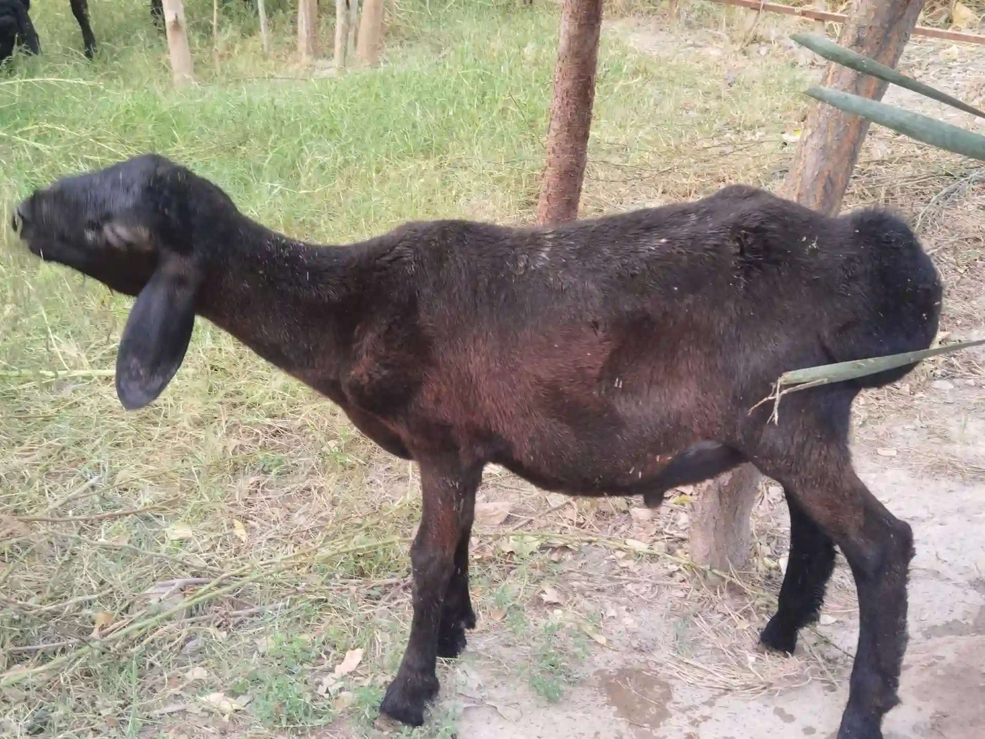 срочно 
