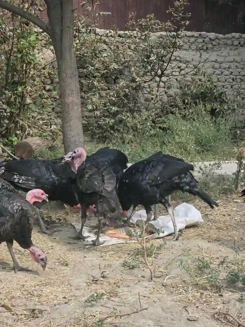 танҳо хурӯзҳояш фурӯши аст !